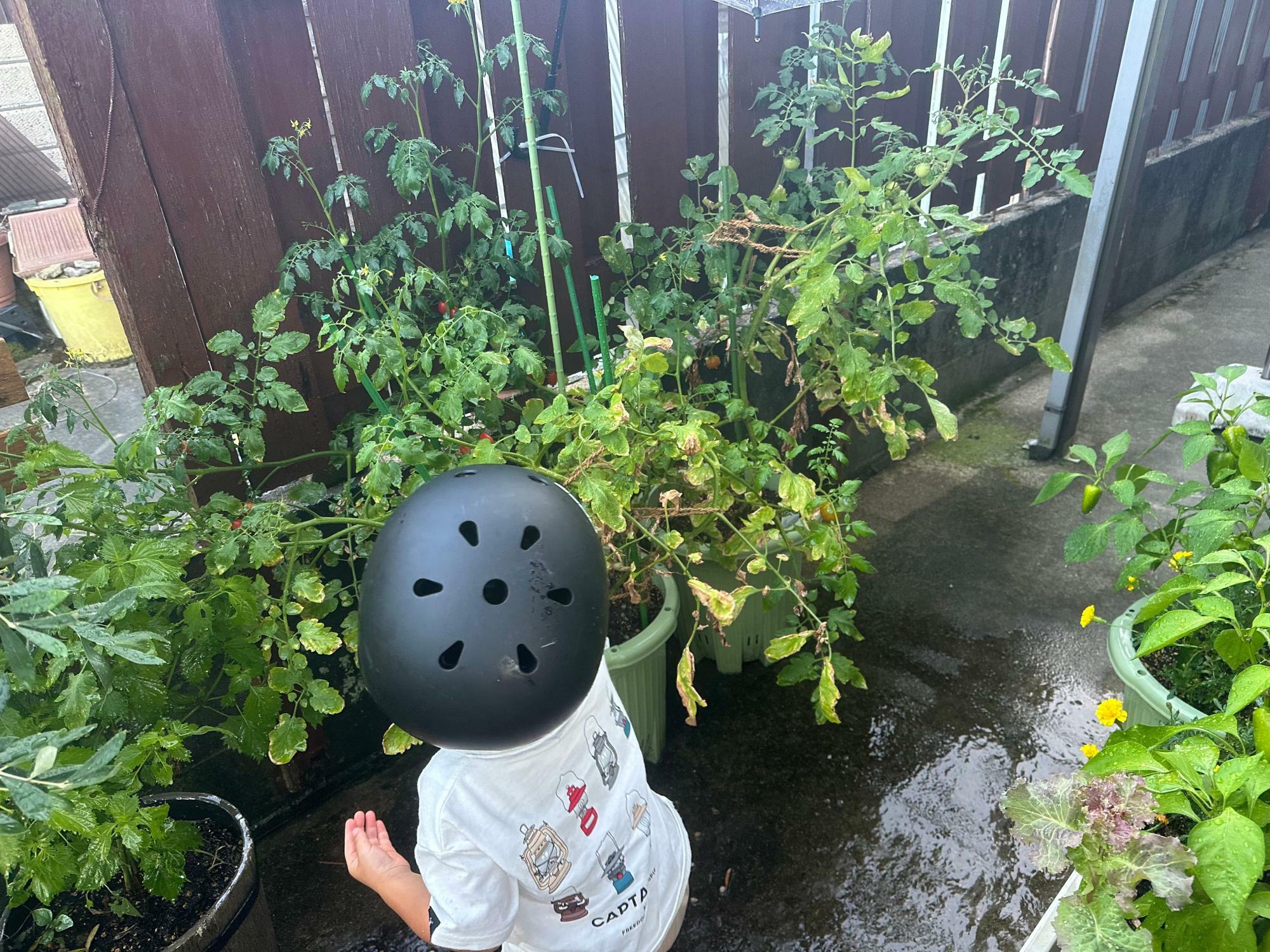 赤くなってるトマトを見つけたら笑顔で教えてくれます