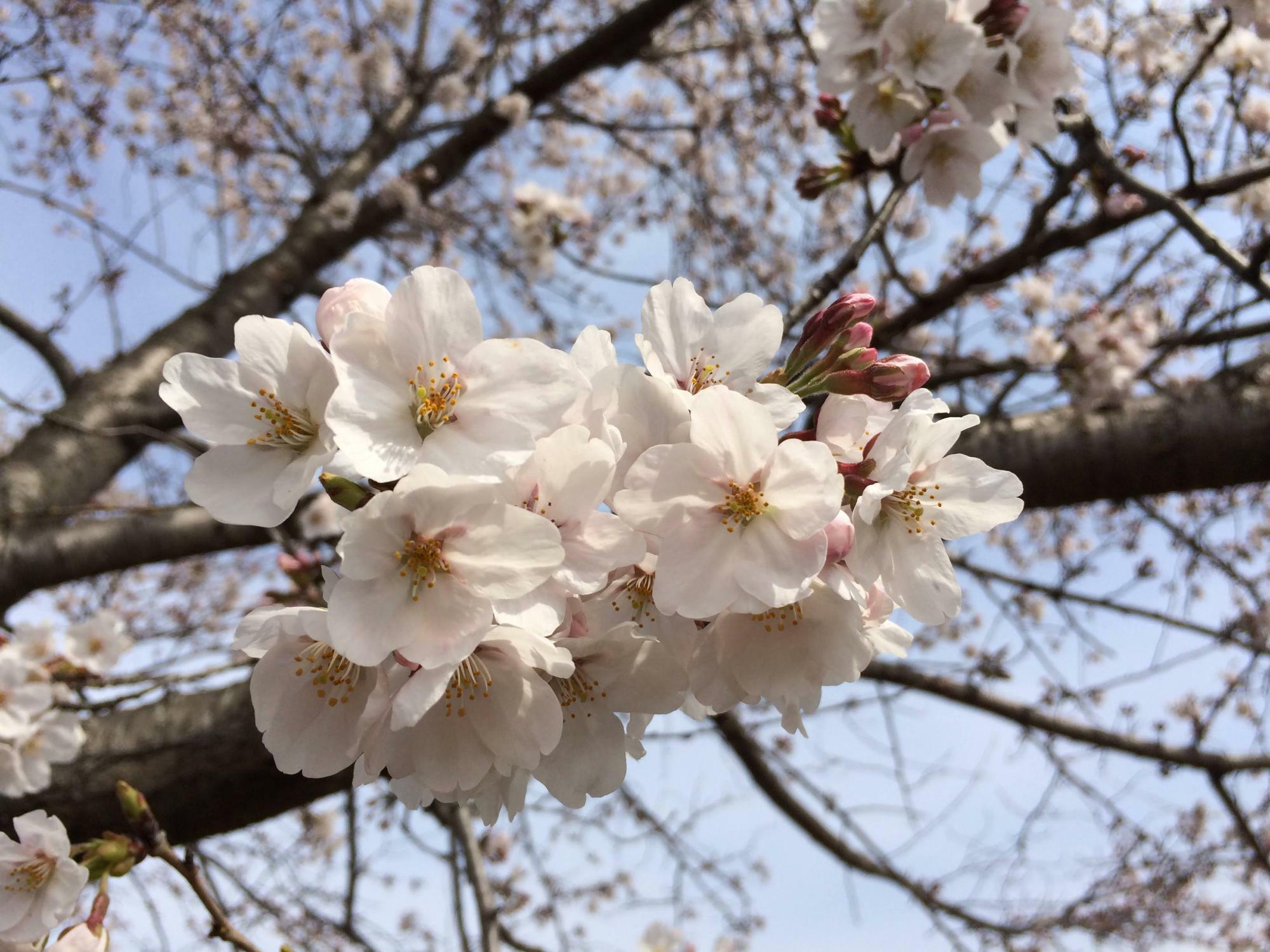 ※過去に市内で撮影された桜