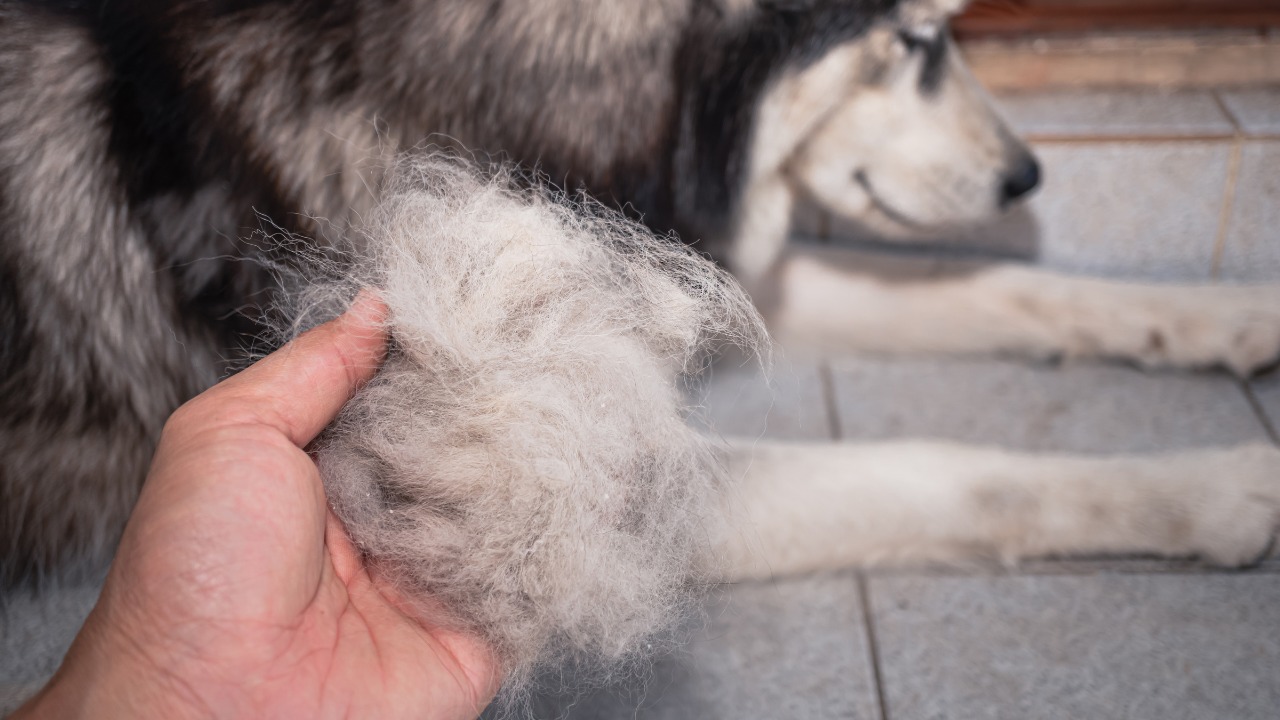 犬種】抜け毛がとくに多い犬種についてドッグトレーナーが解説（ドッグ