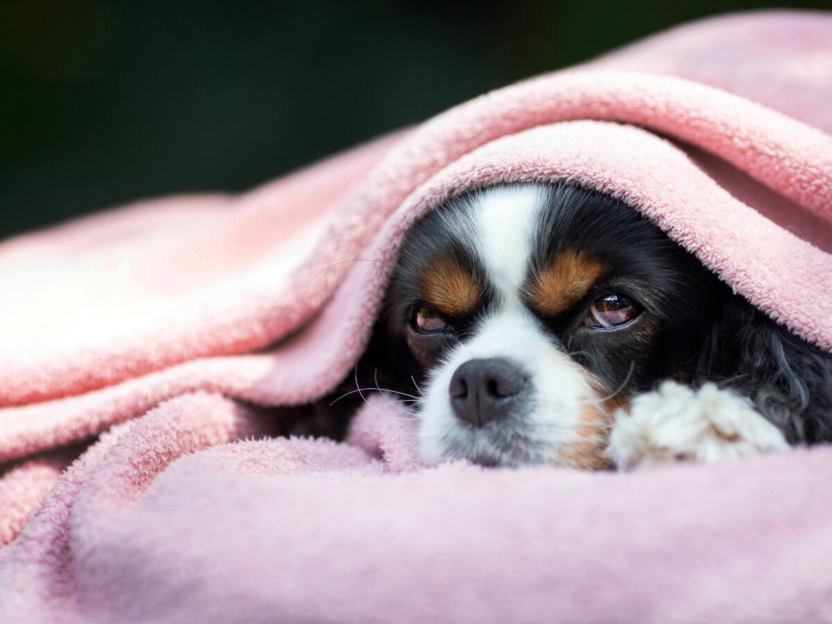 犬に毛布を噛ませても良いの？