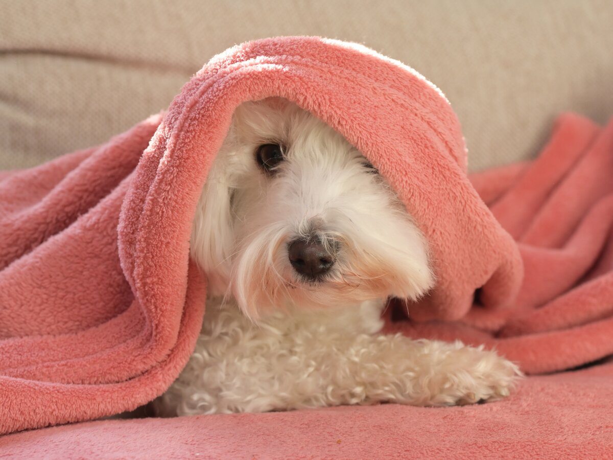 犬が毛布やタオルを噛む理由