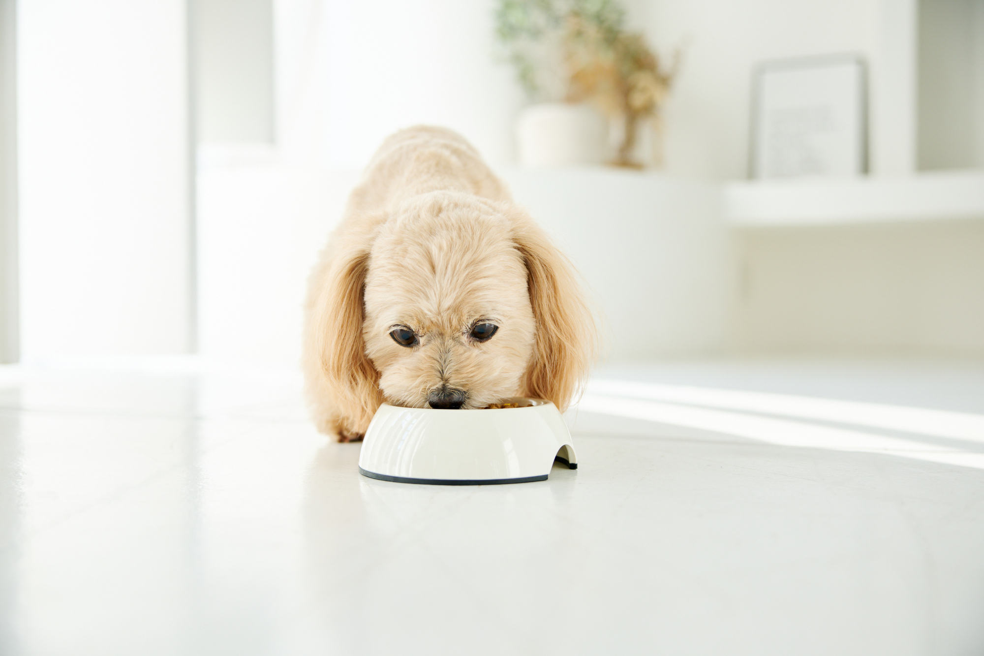 愛犬は毎日何を食べていますか？