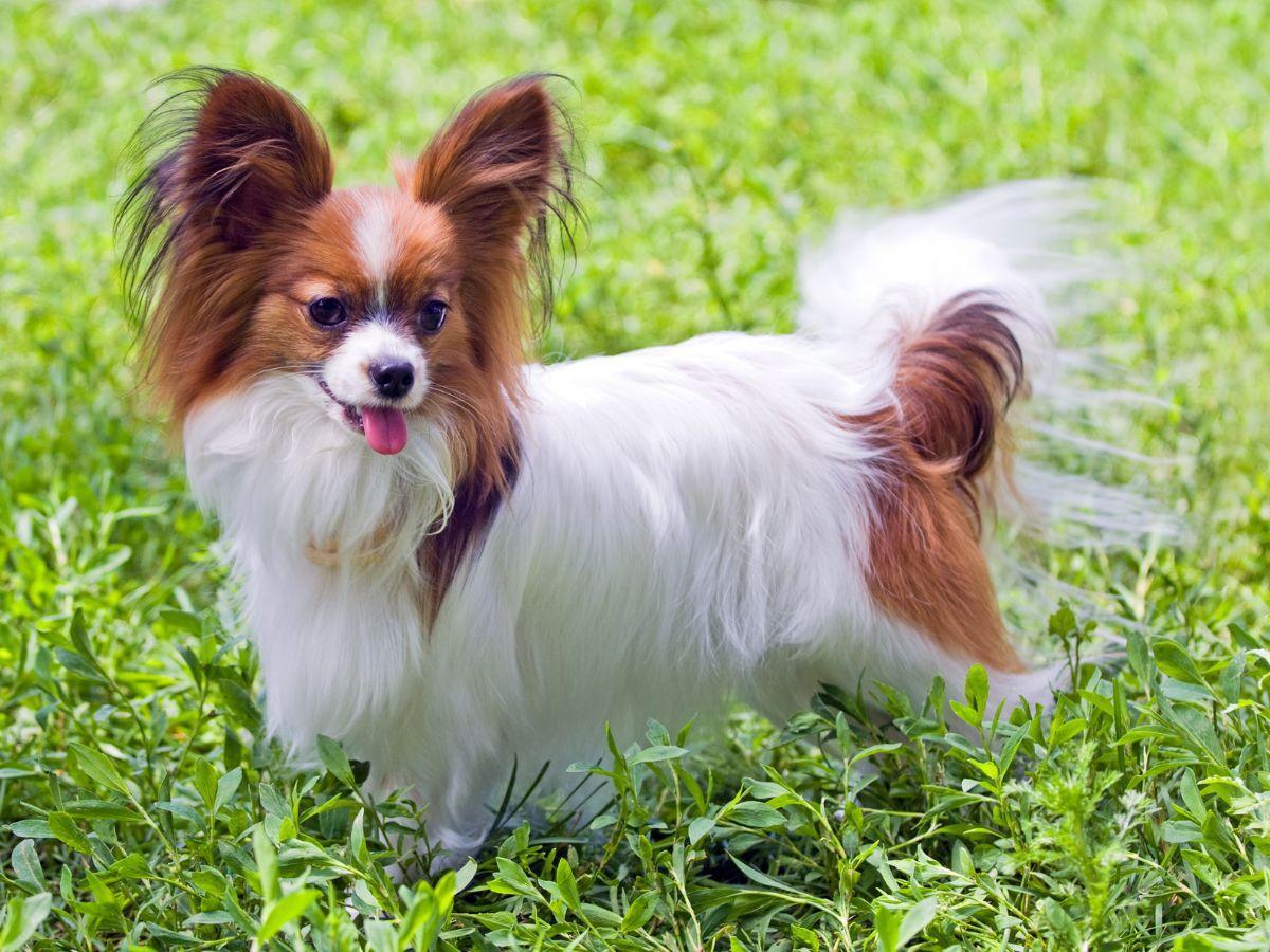犬(パピヨン)