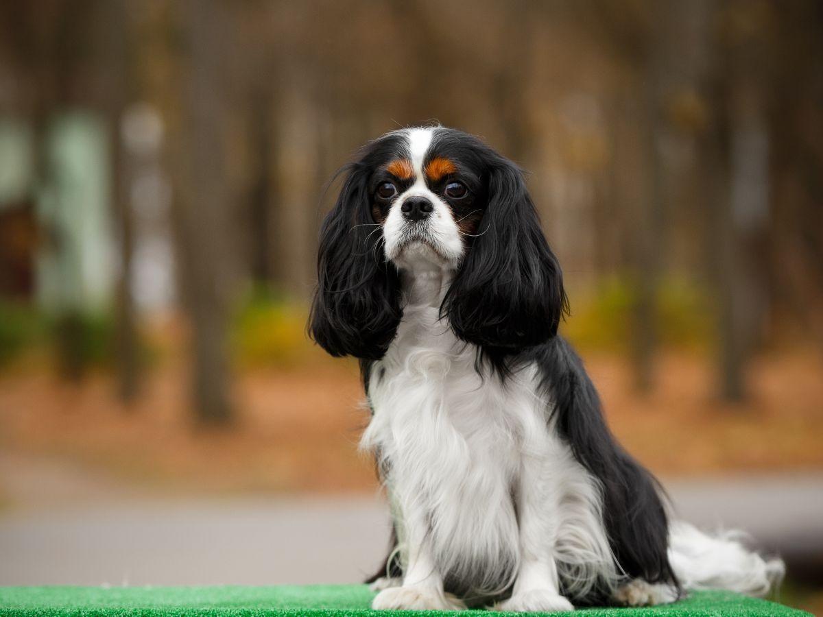 キャバリアキングチャールズスパニエルってどんな犬？飼い方の