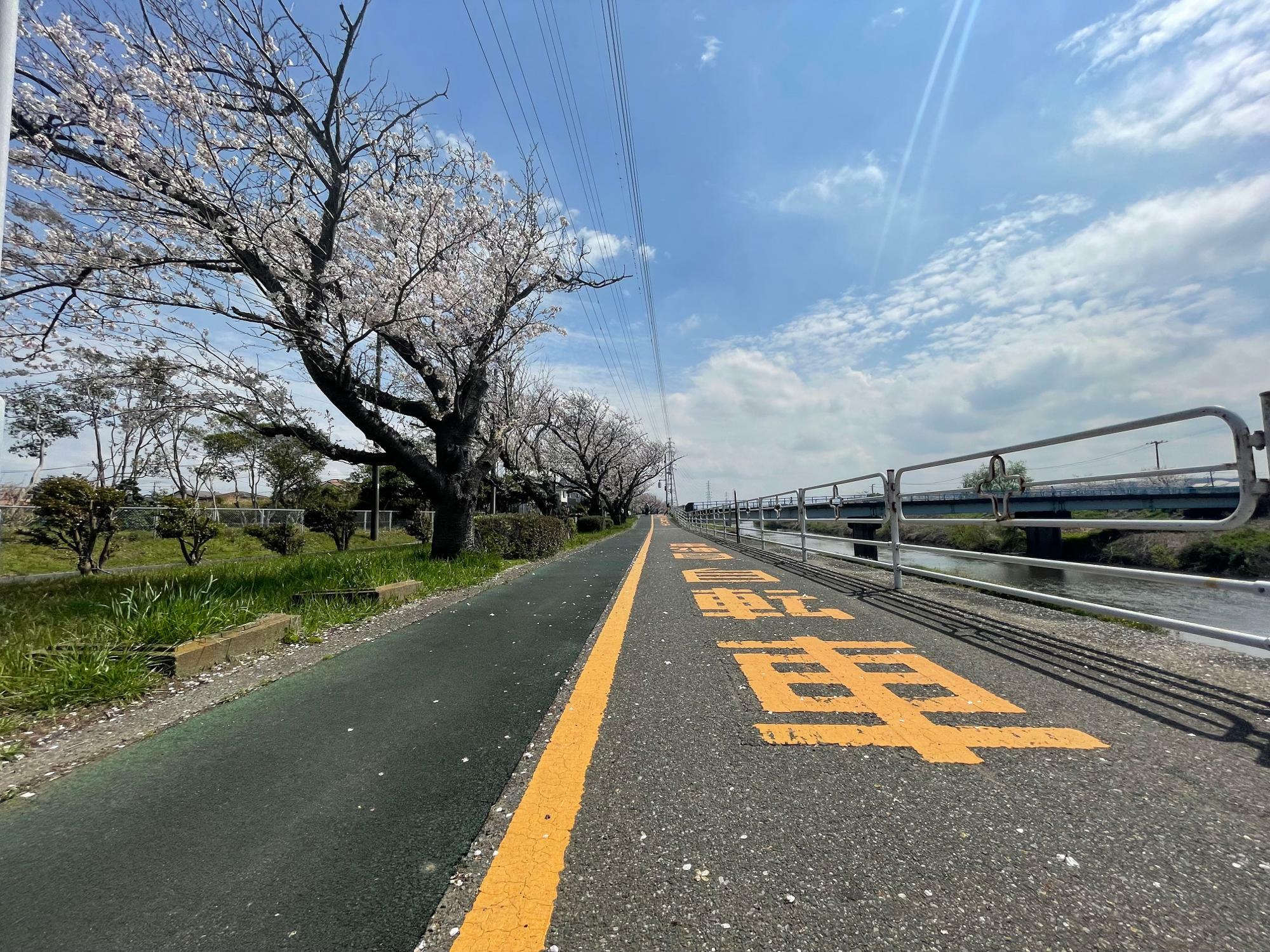 小糸川と桜を望む歩行者専用道