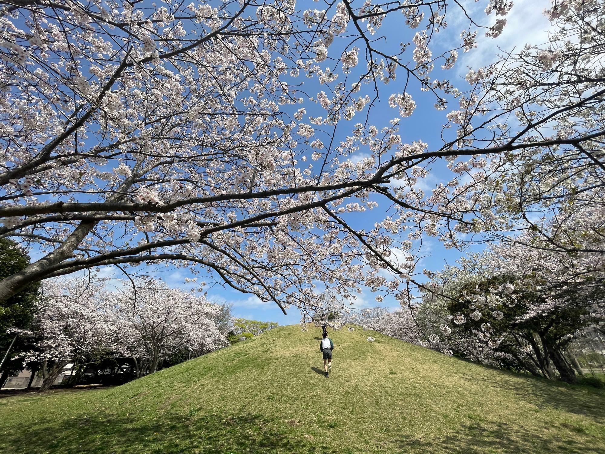 丘を囲むように咲き誇る桜