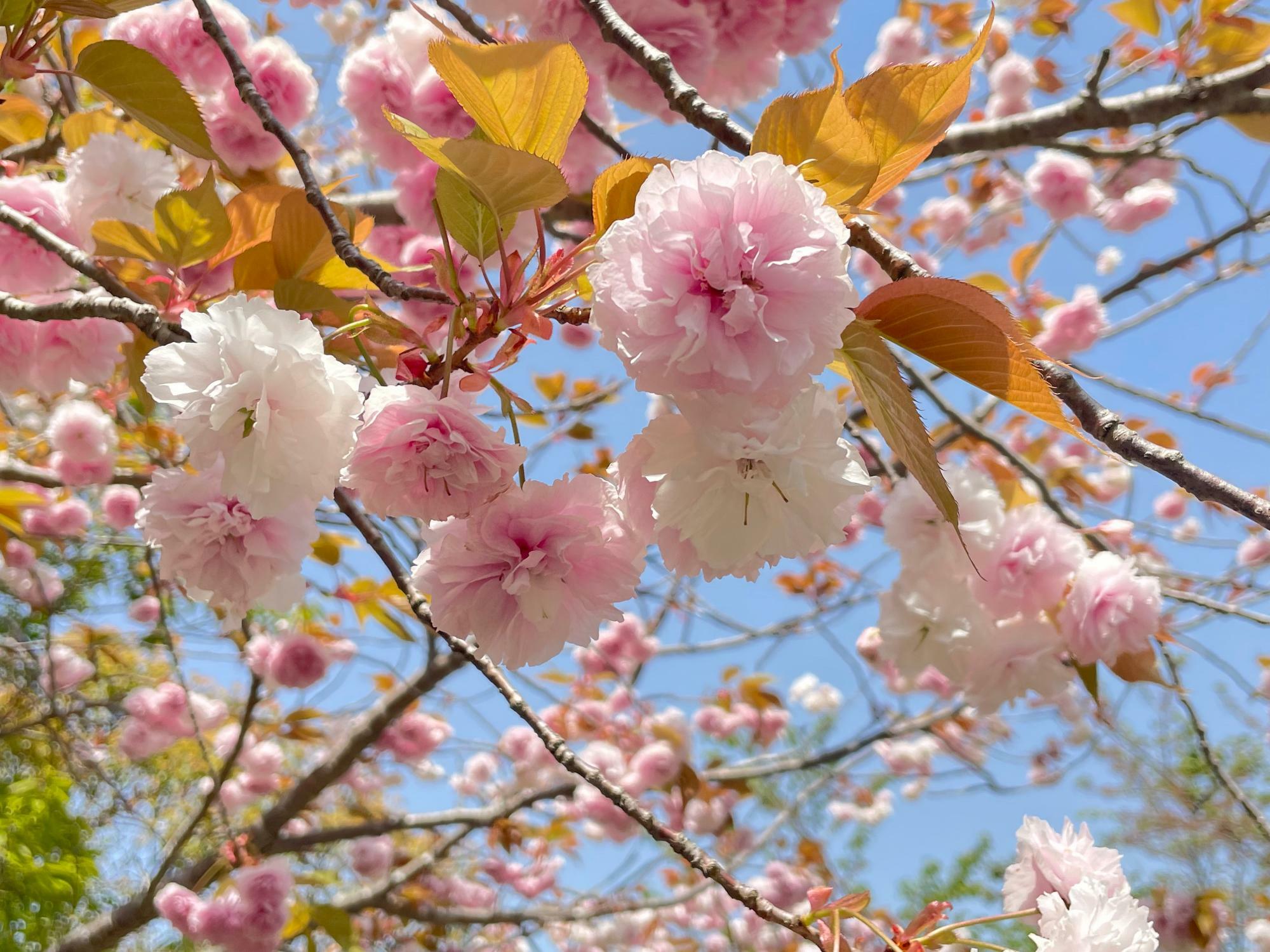 鎌足桜に似ているけど…サトザクラでしょうか？
