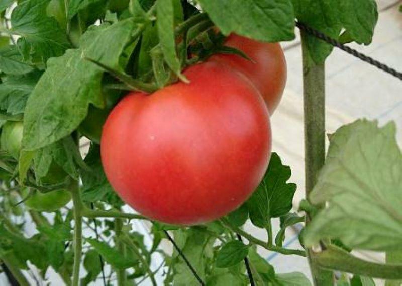 大玉トマトの栽培のようす