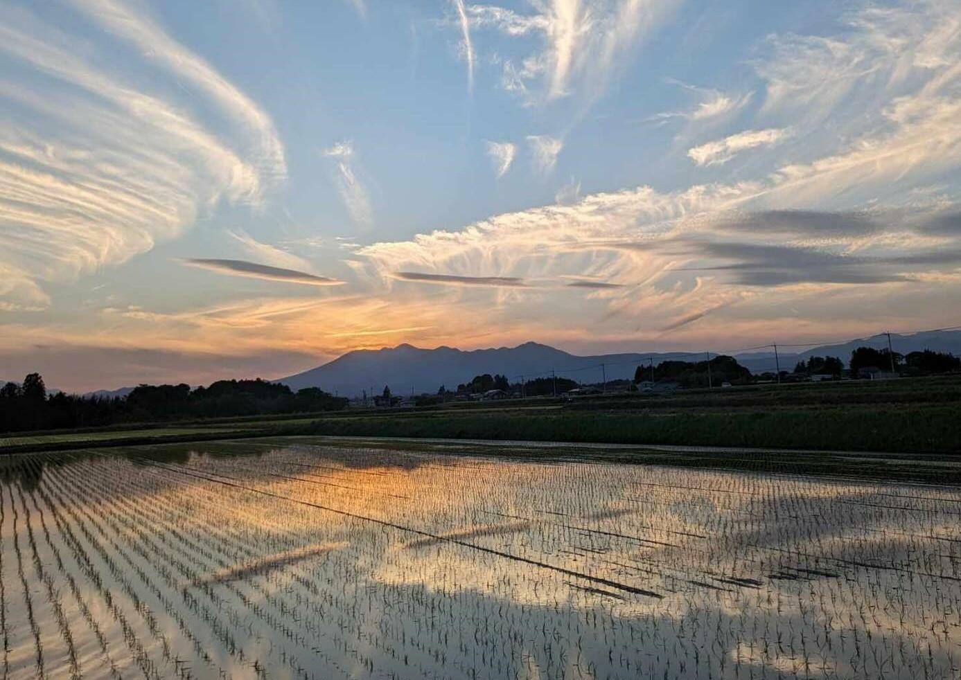 栃木県大田原市の田んぼ