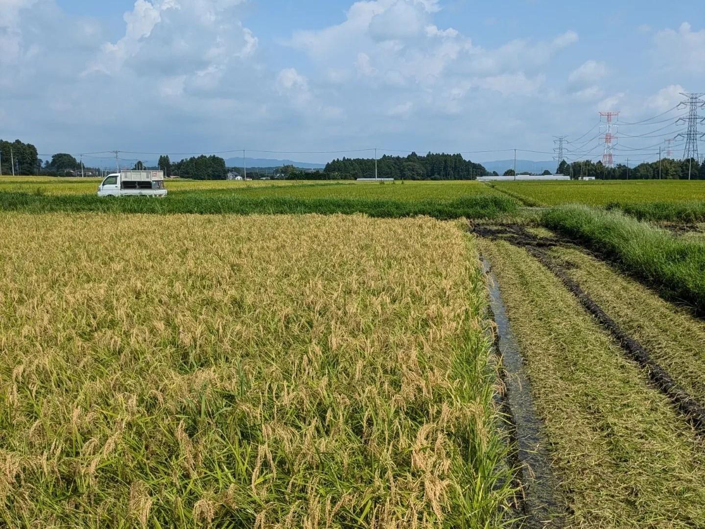 栃木県大田原市の稲刈り直前の田んぼ