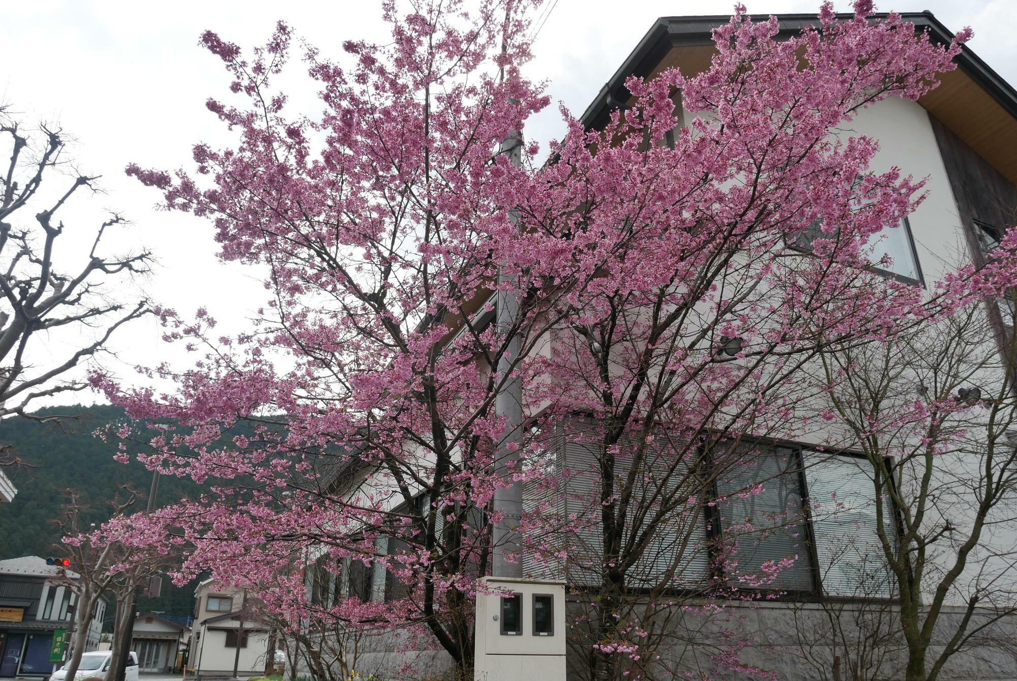 吉新家の桜「オカメ」    2023年3月31日撮影