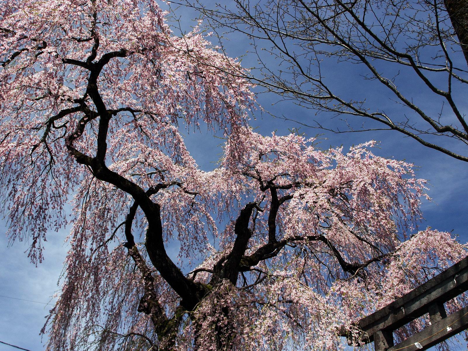 虚空蔵尊のしだれ桜　写真提供：日光市観光局