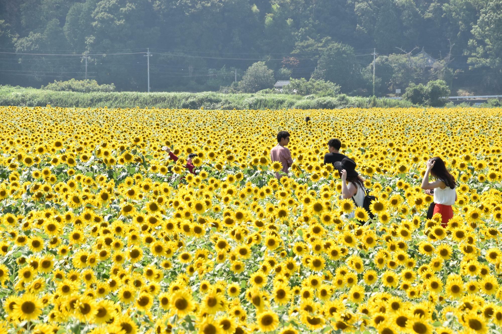 写真提供：道の駅 ましこ