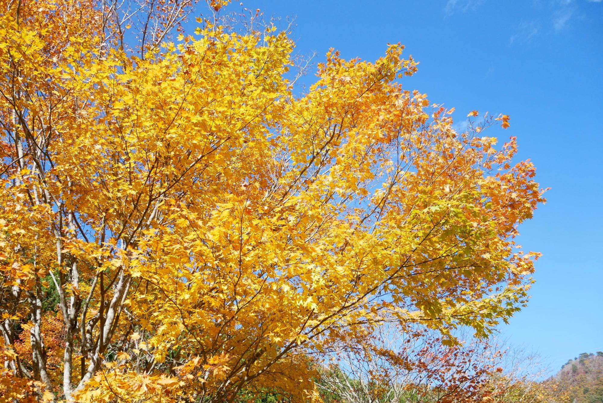 三依渓流釣り場の紅葉　2024.11.8撮影