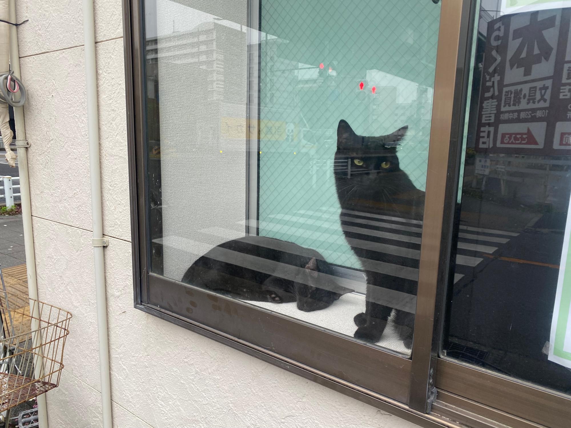 名古屋市北区】ネコ達と過ごす“おうち時間”保護猫カフェ