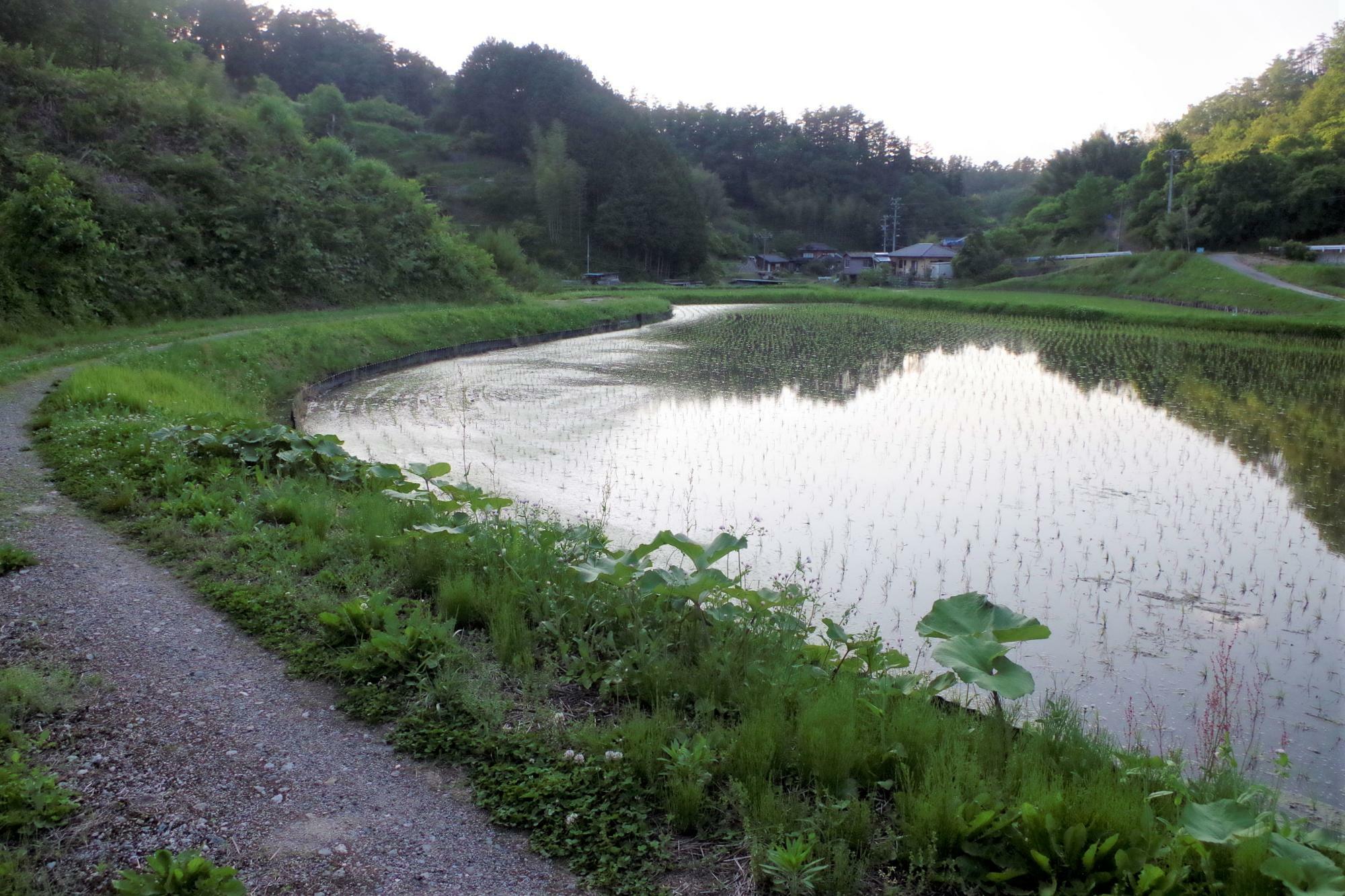 夕暮れののどかな景色。日暮れ前から訪れてみても良いかも