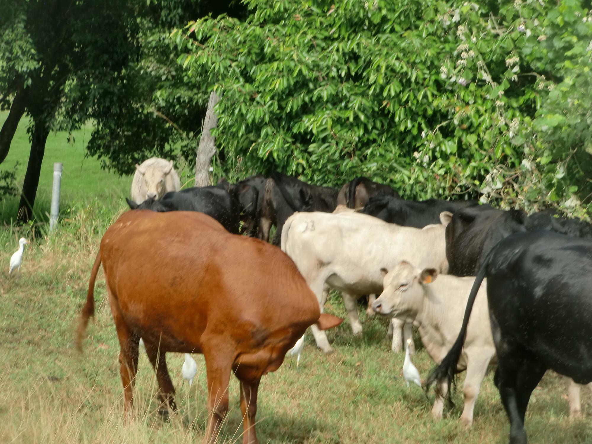 牧場内では沢山の牛さん達にも会えます♪（筆者撮影）