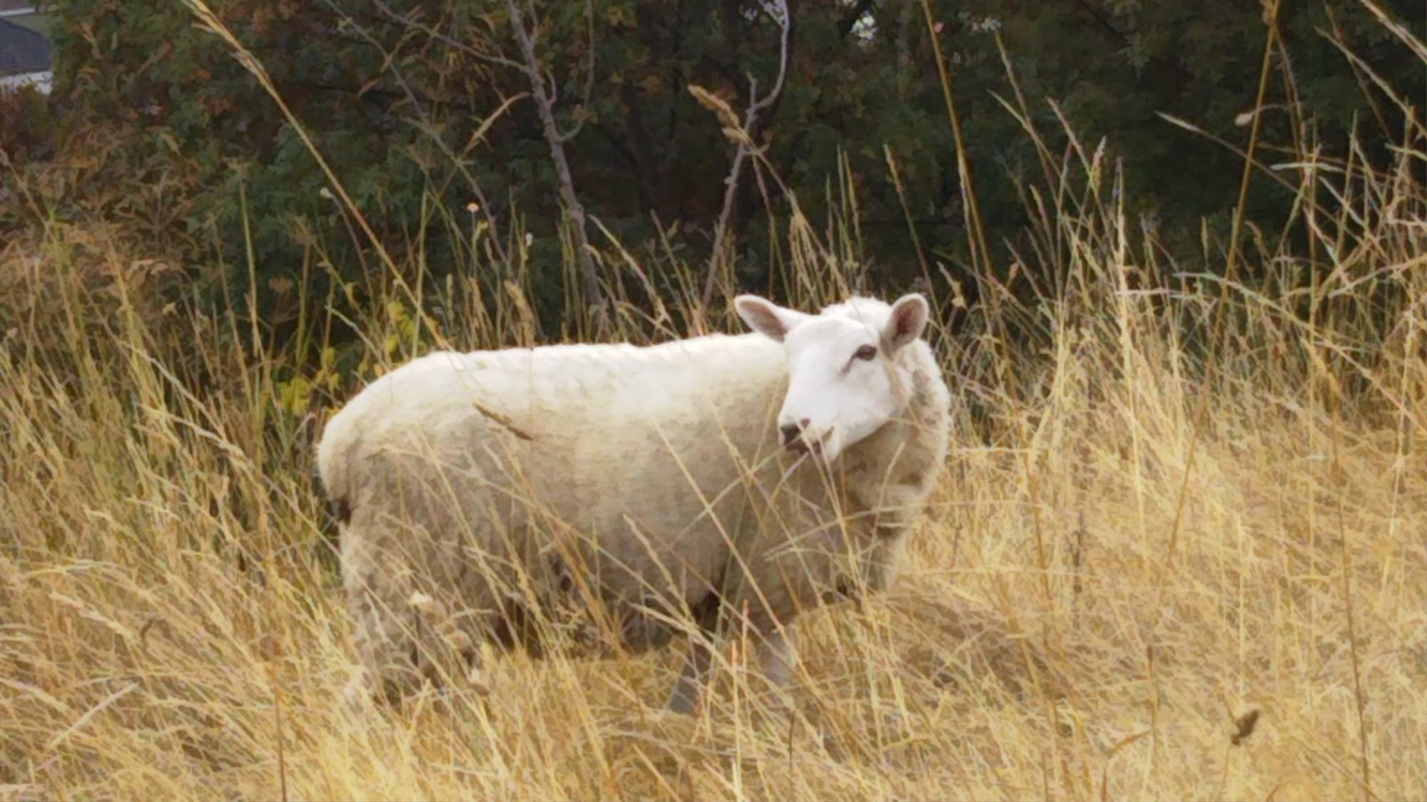 羊（ニュージーランドにて2020年に撮影）