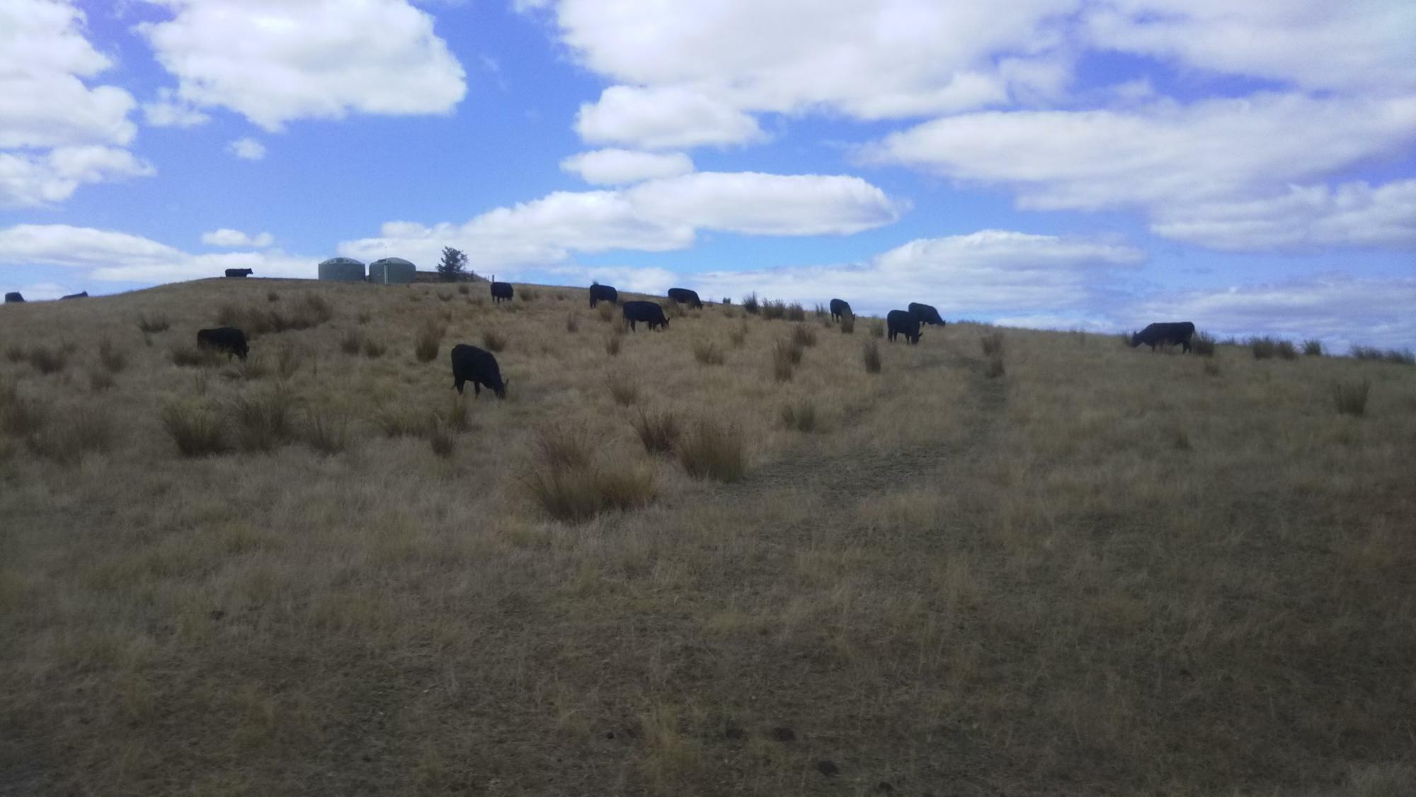 バスの車窓から見える牛の群れ。ロケ地であると共に牧場であることを再認識（2020年筆者撮影）。