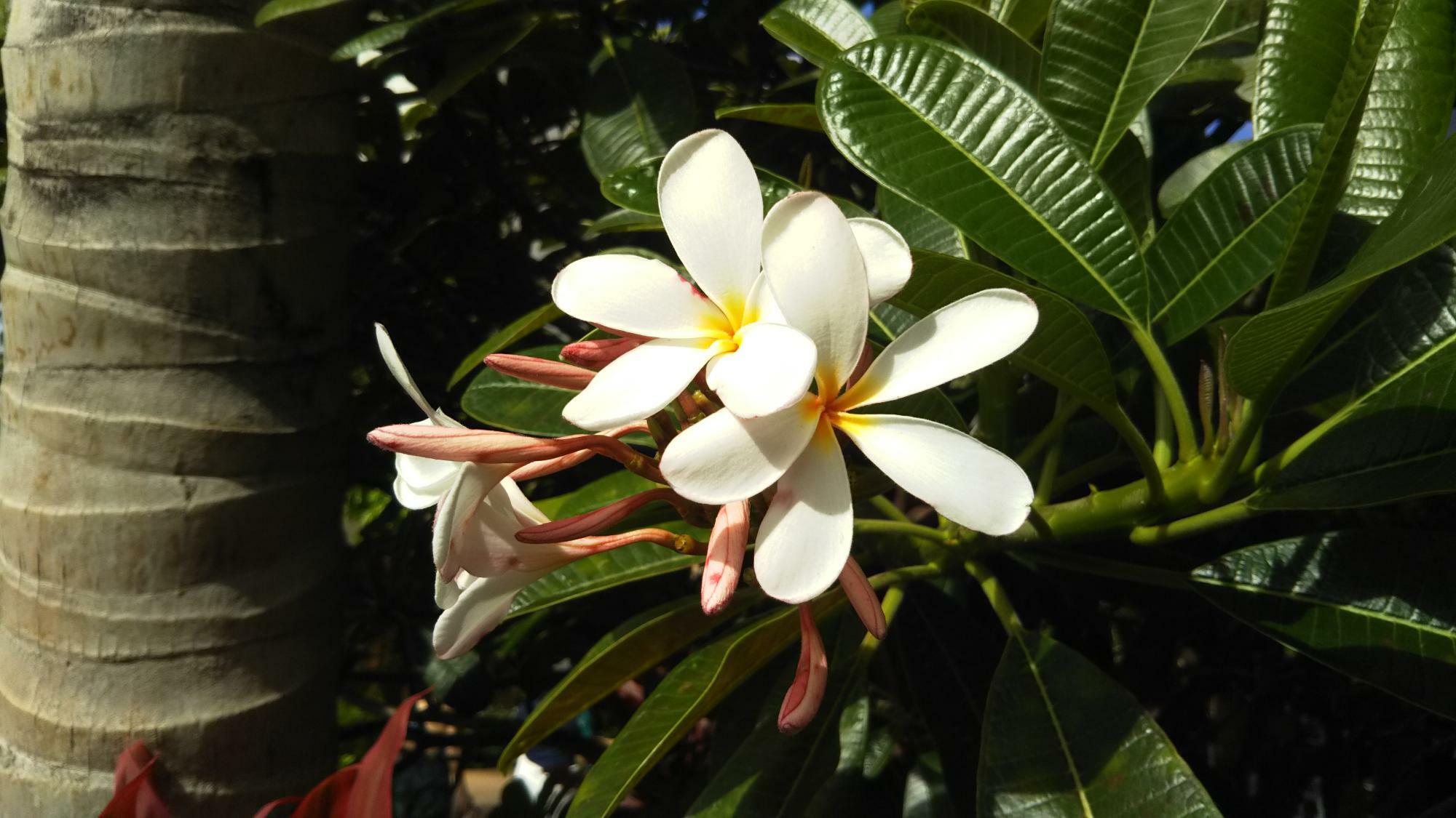 ハワイ　プルメリアの花（2018年　アウラニ・ディズニーリゾートで筆者撮影）