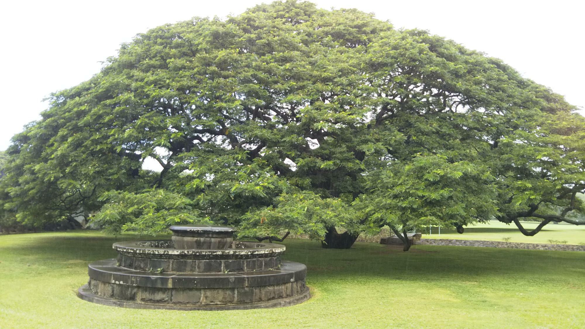 「日立 世界ふしぎ発見！」番組途中に流れる日立のCMに登場する、「この木なんの木」でお馴染みの日立の樹。ハワイ州オアフ島内「モアナルアガーデンパーク」内にて実物を確認できる（2017年筆者撮影）。