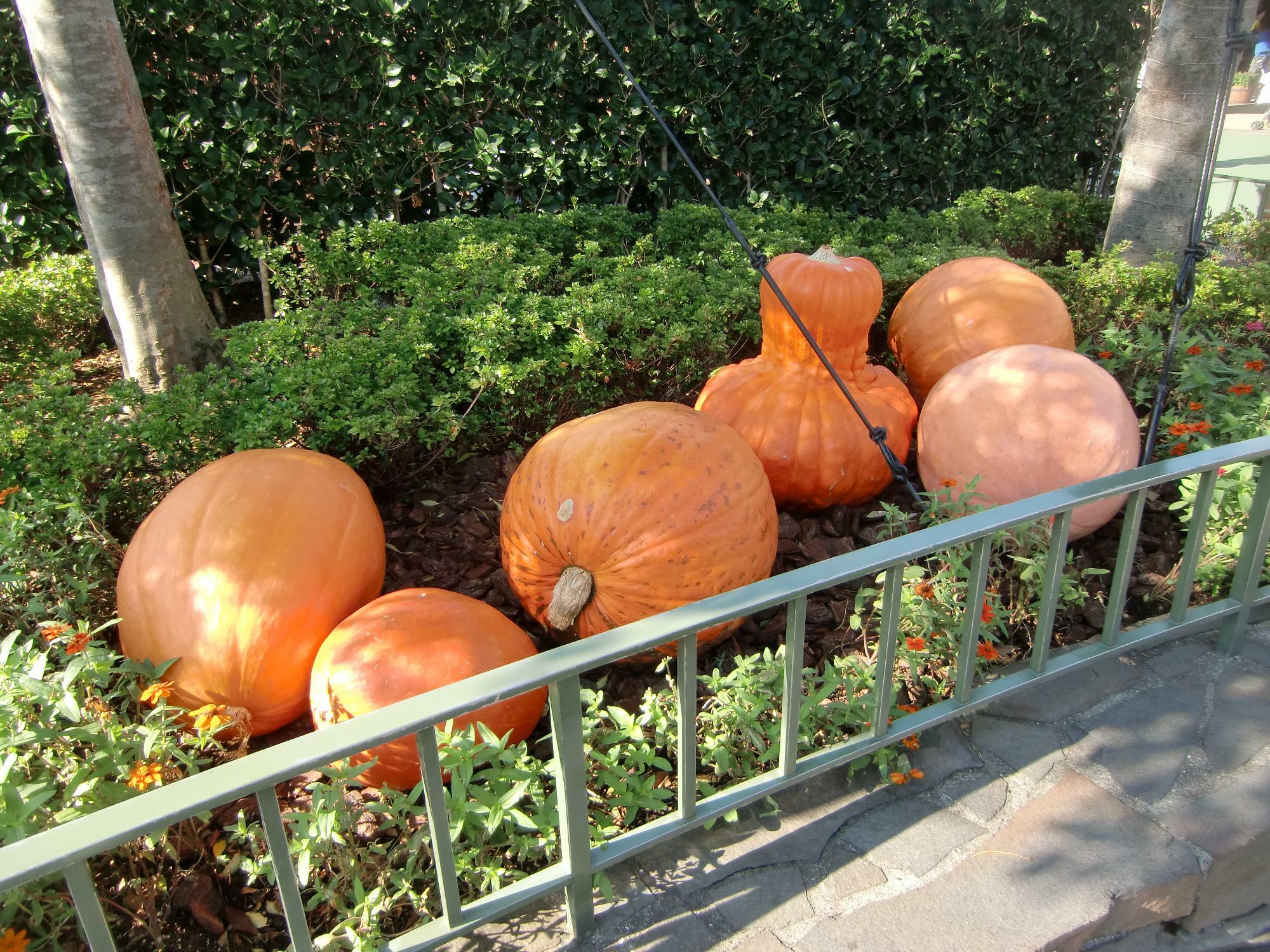 ハロウィンといえばカボチャ！旬の時期は秋から冬。その種類も西洋かぼちゃ、東洋かぼちゃ、ペポカボチャとありますが、ハロウィーンのランタンに使われるのはペポカボチャとのこと（2012年筆者撮影）。