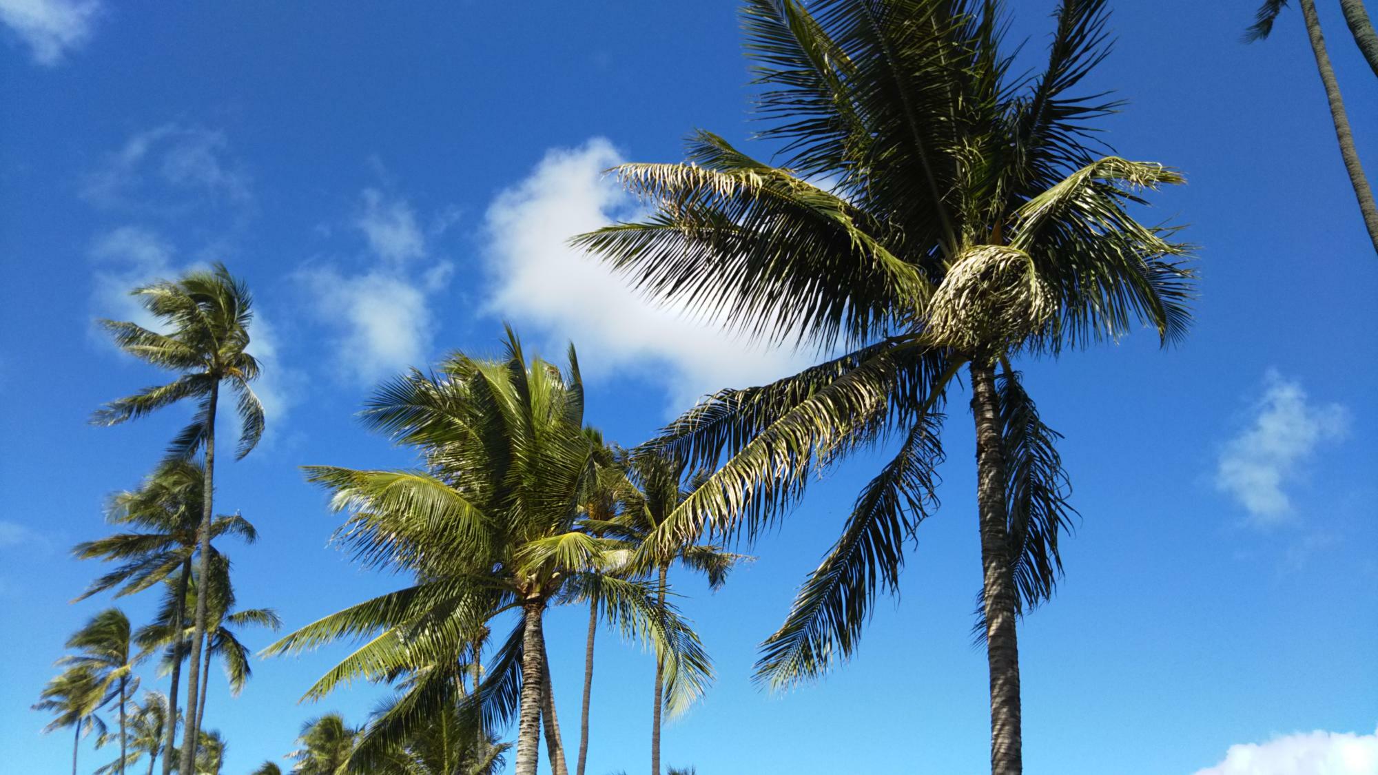 米国・ハワイ州オアフ島では、1年を通じた温暖な気候と共に心地よい風が吹く。気温は高いが、湿度は日本ほど高くはない。気候が安定したベストシーズンは5月から10月（2017年筆者撮影）。