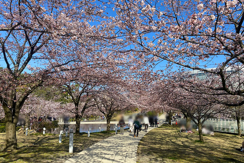 白山公園_桜（2022年4月9日の様子）