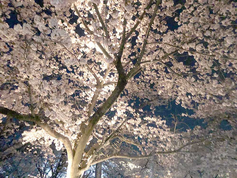白山公園_桜（2022年4月10日の様子）