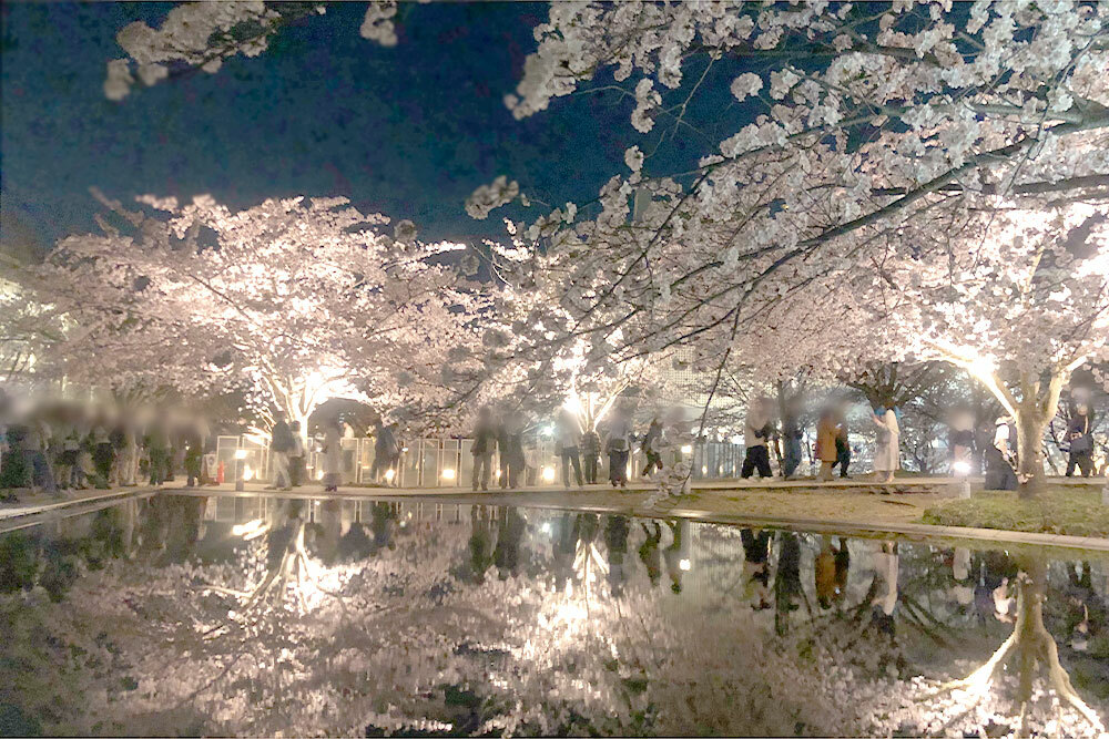 白山公園_桜（2022年4月10日の様子）