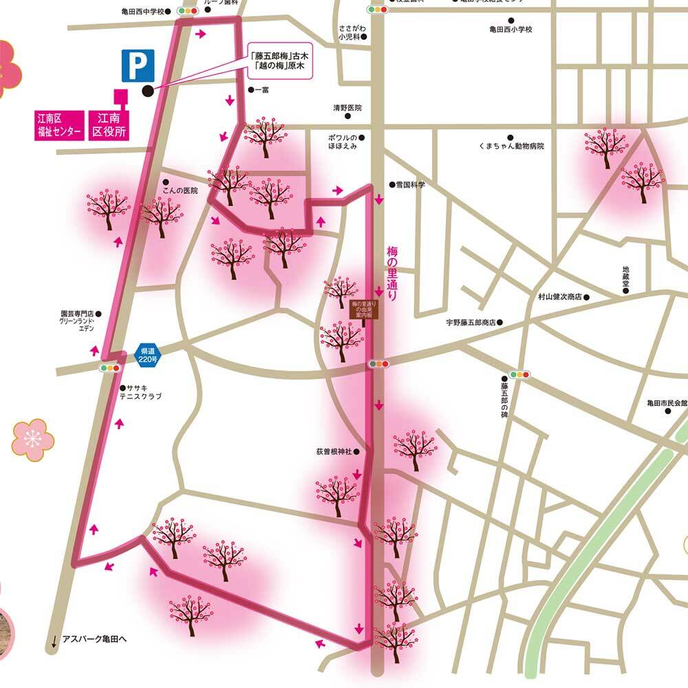 「かめだ梅の花めぐり」チラシ表散策コース拡大