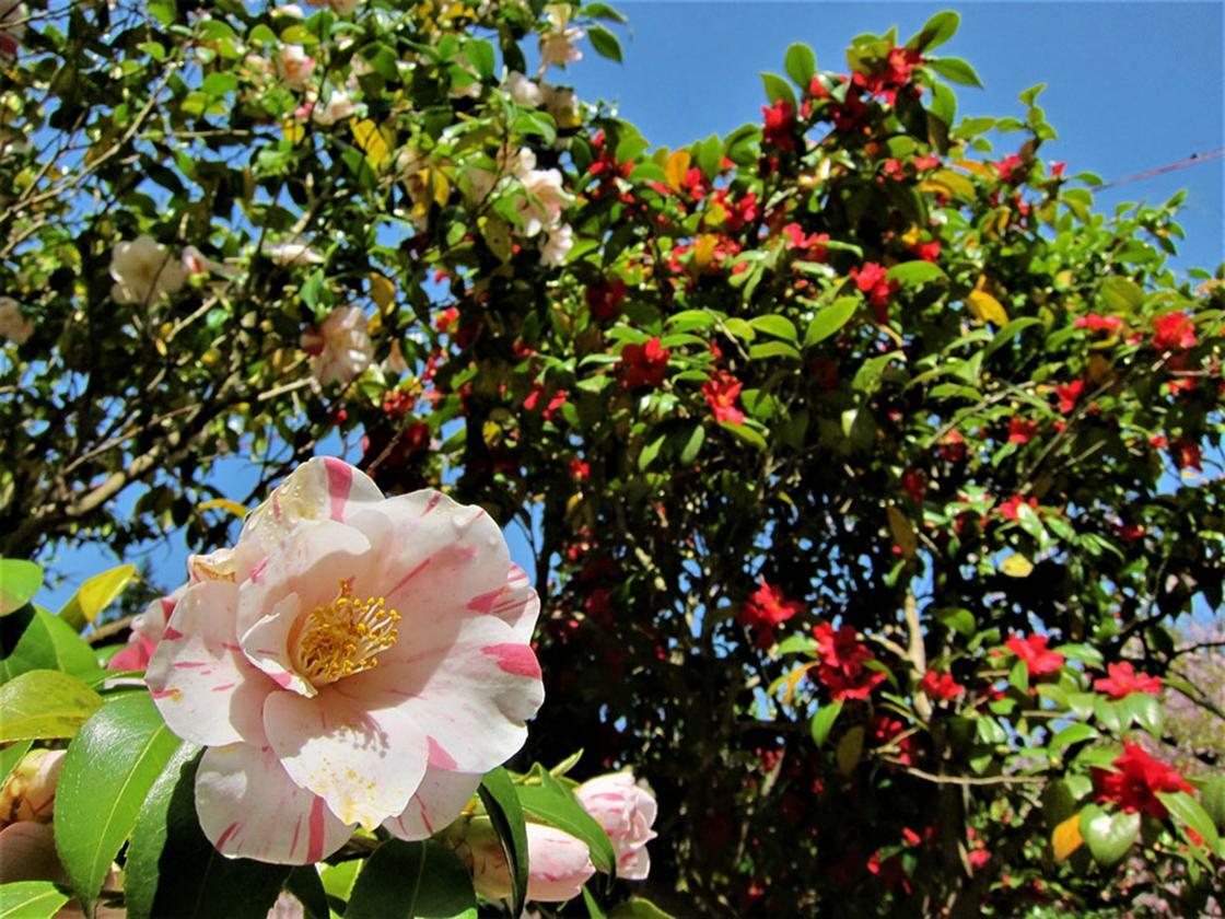 ツバキの花