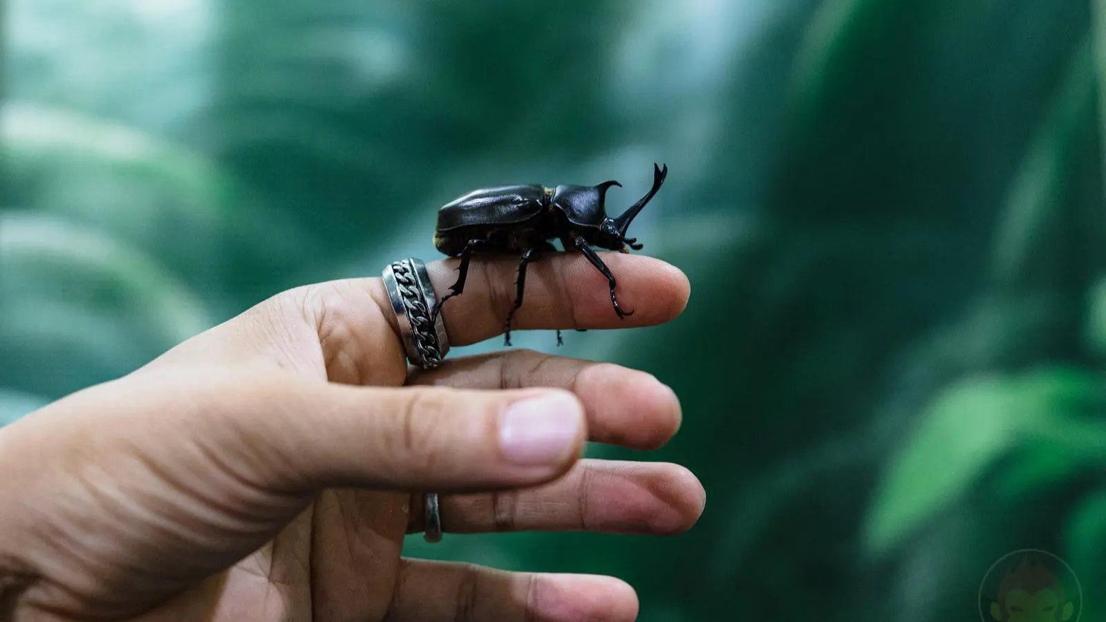 夏休みの思い出作りにどう？「世界のカブト＆クワガタ展」でカブトムシやクワガタと触れ合える（g.O.R.i） - エキスパート - Yahoo!ニュース