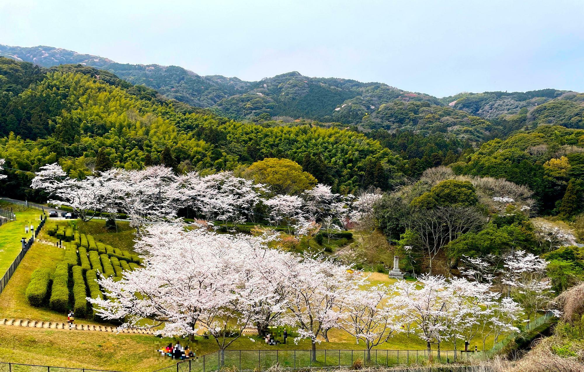 昭和池に隣接した昭和池公園は桜も満開