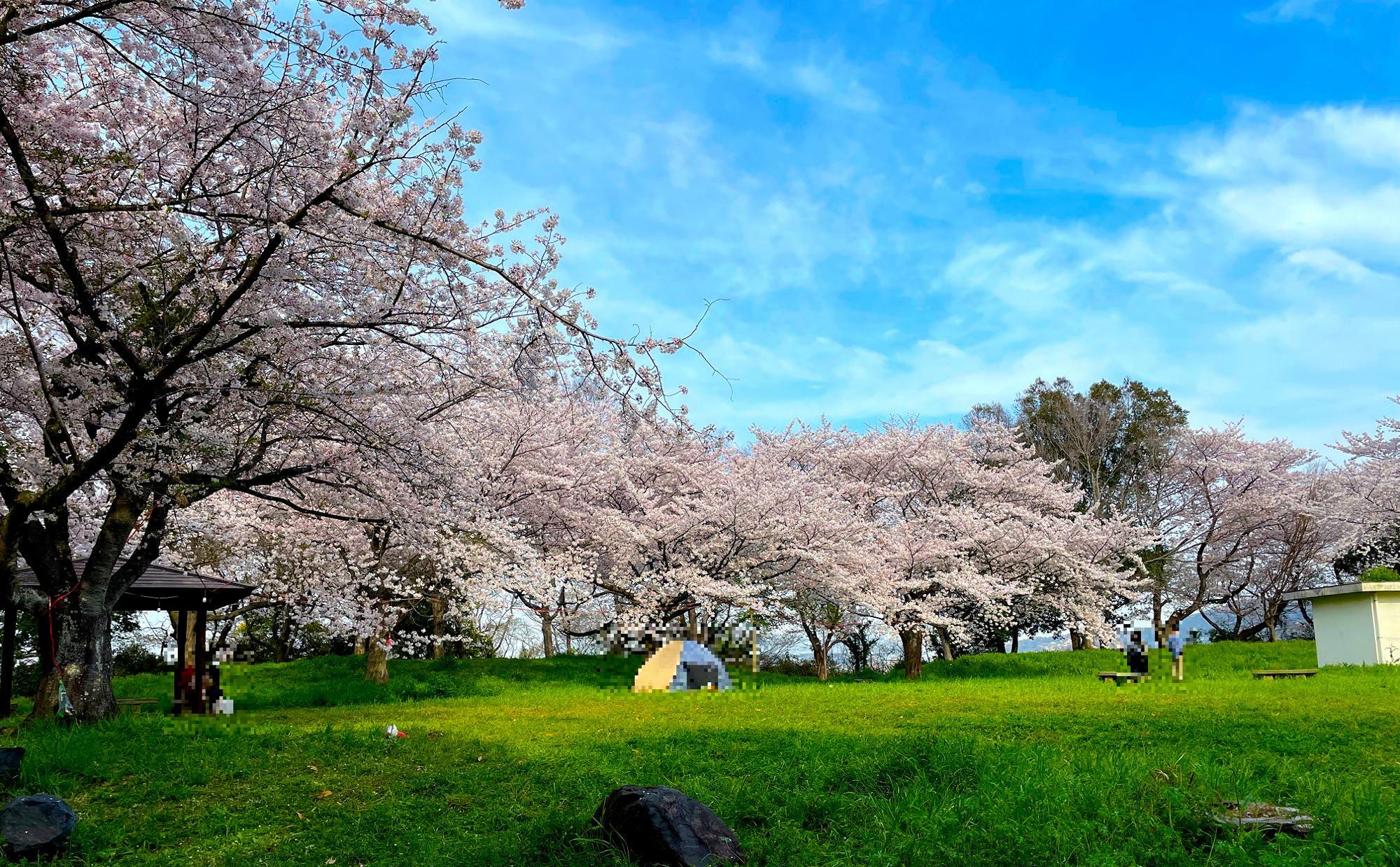 広場を囲む桜並木がきれい。