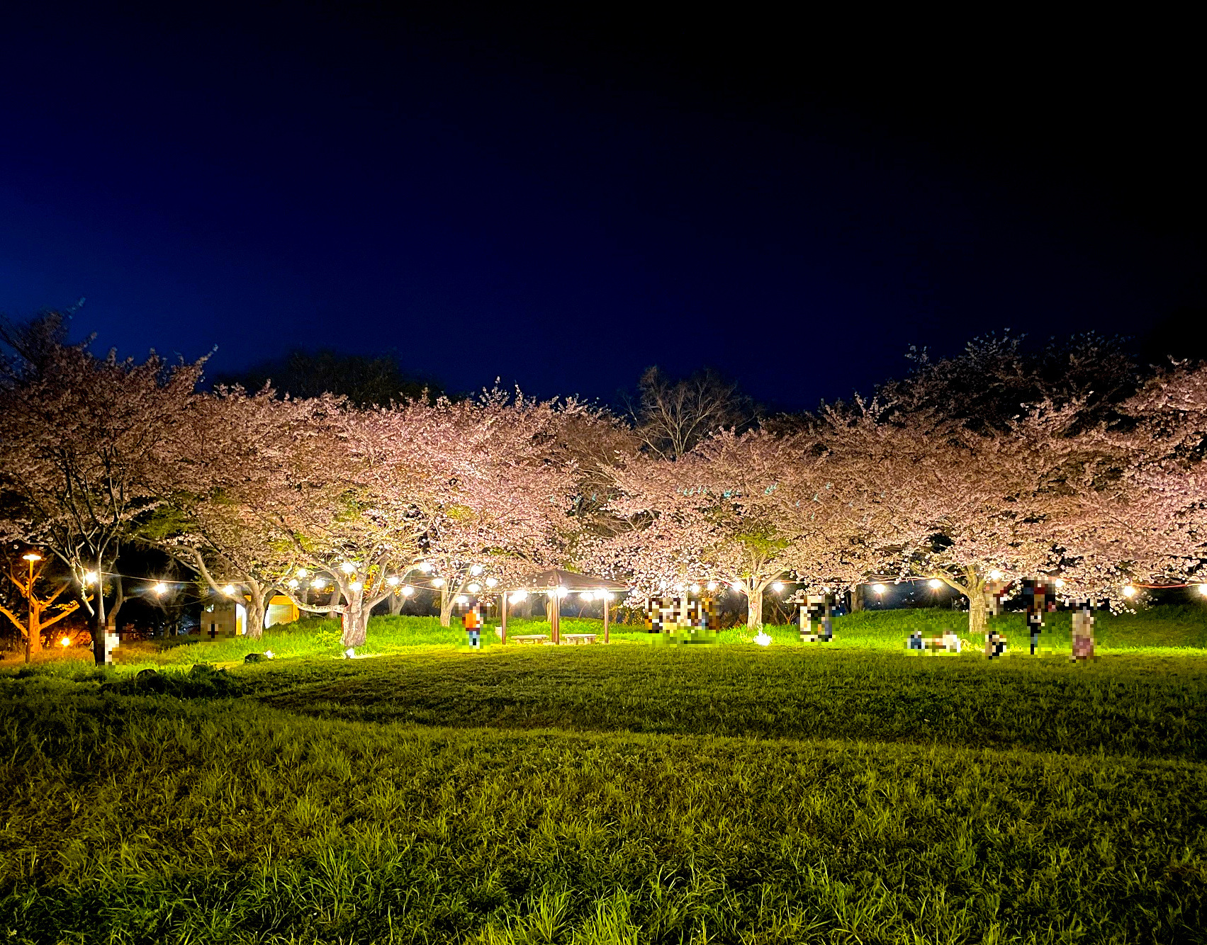 桜まつりで夜間ライトアップ。