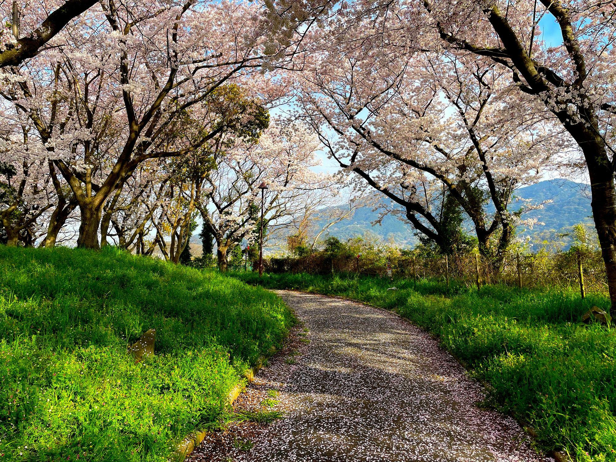 散った桜が遊歩道を覆う。