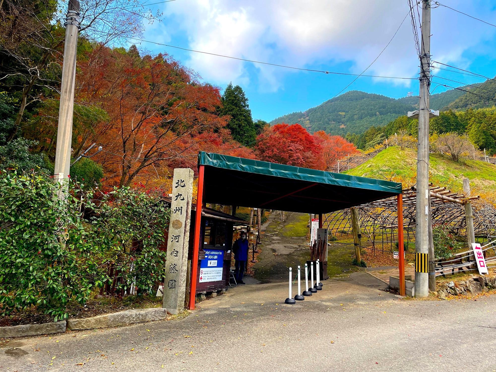 秋は紅葉の名所。穴場的存在の河内藤園