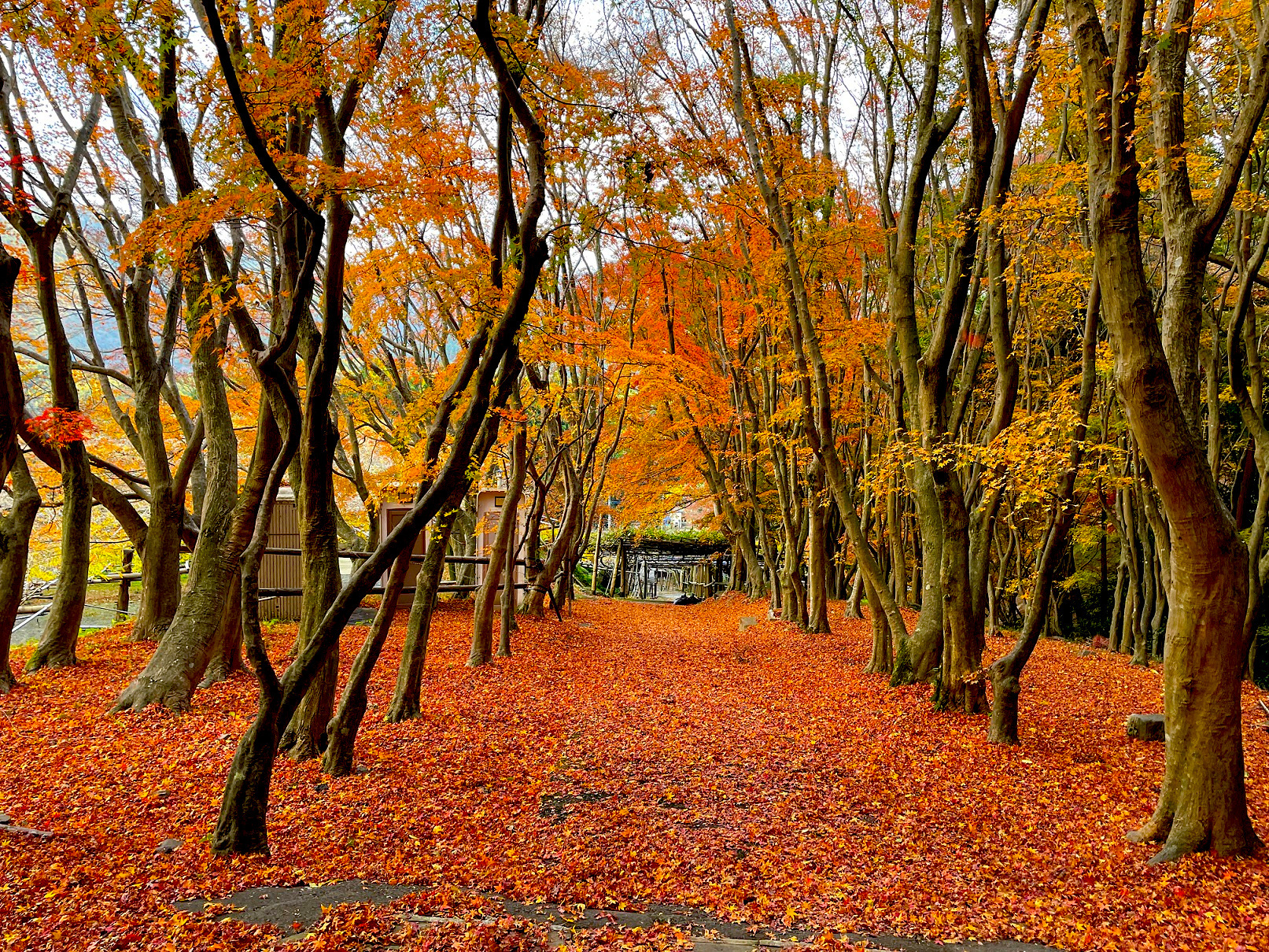 入口付近の紅葉。ここ数日の雨や風でかなり落ち葉になっていました。