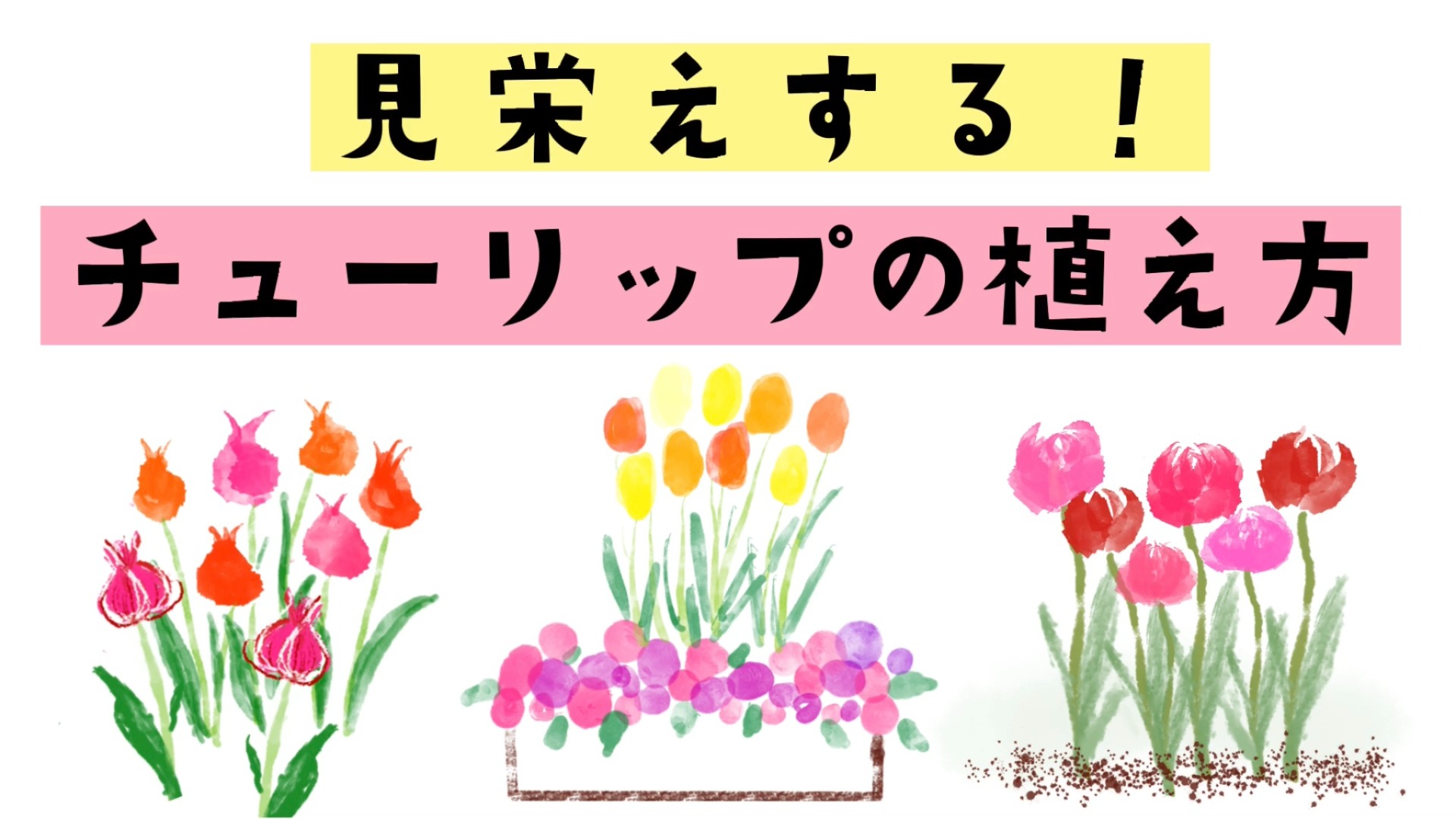 ガーデニング】ちょっとした工夫で見栄えする！チューリップ球根の効果