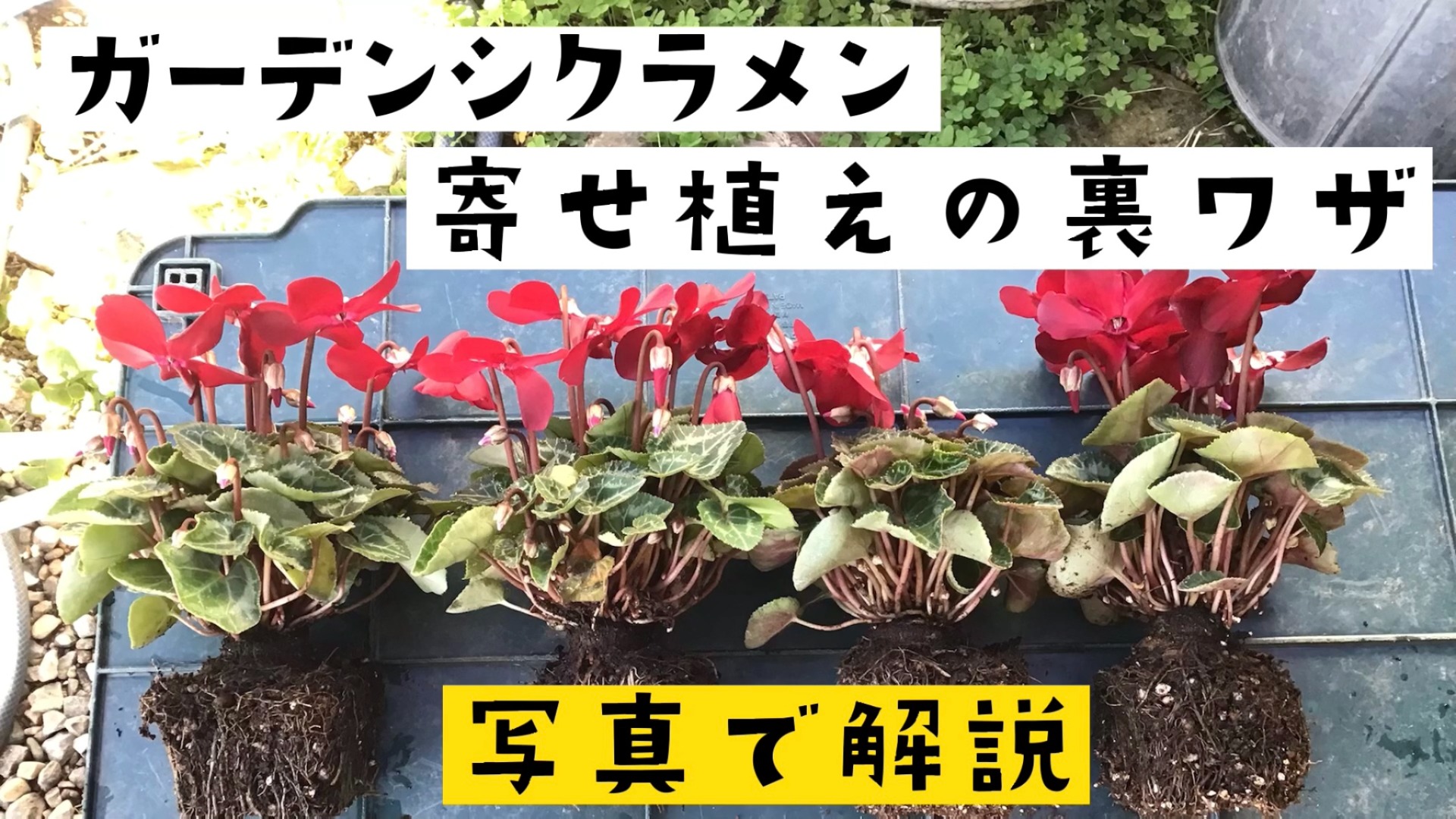 寄せ植えのガーデンシクラメンが見栄えしない！それには原因があります。写真でじっくり解説。（グロ子） - エキスパート - Yahoo!ニュース