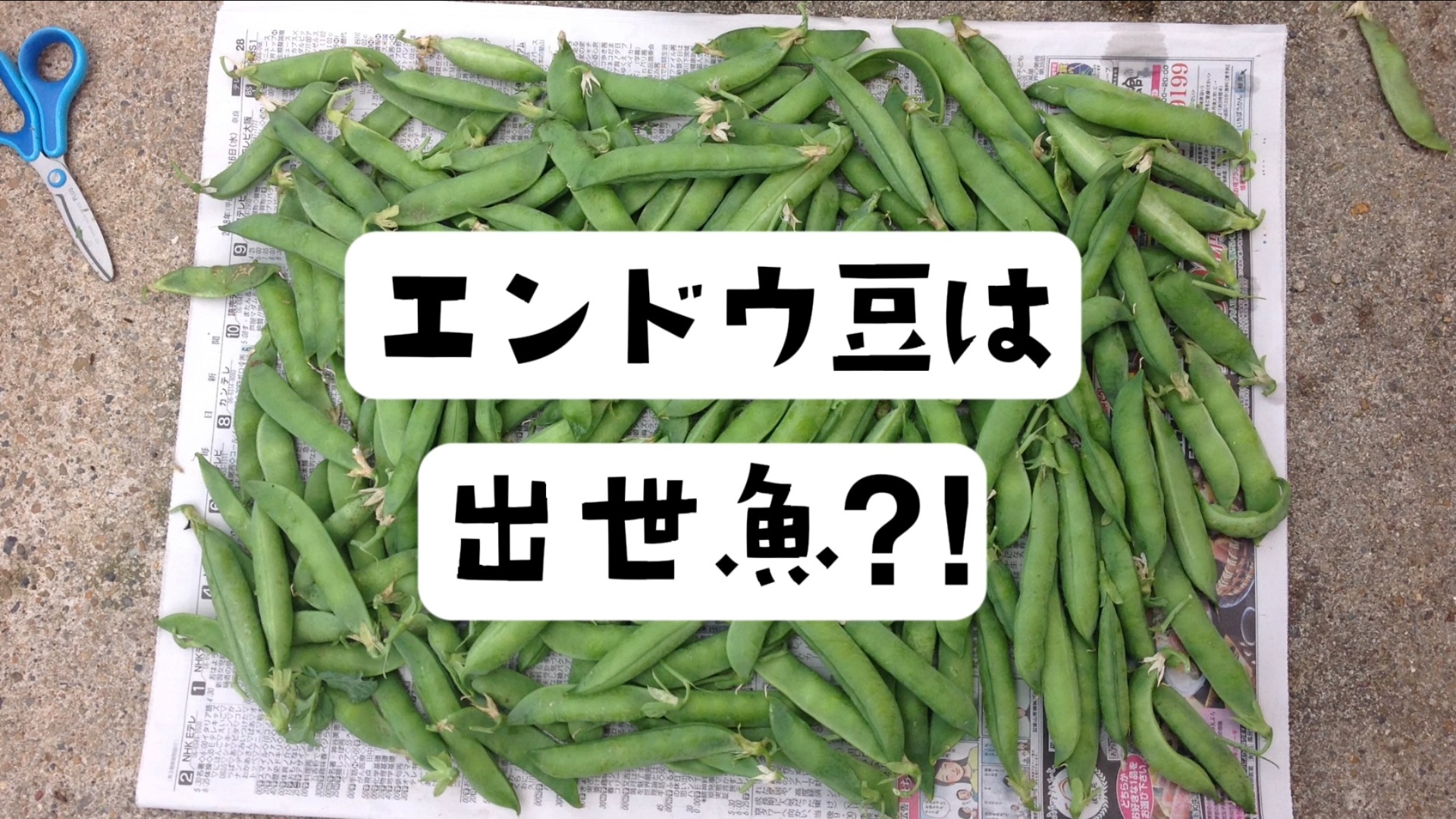 家庭菜園】今から種まき！エンドウ豆は 絹さや⇒スナップエンドウ