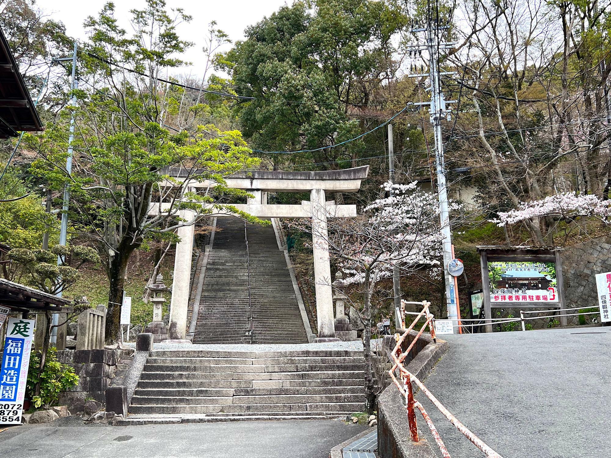 四條畷神社の石の階段前。向かって右側にソメイヨシノの木