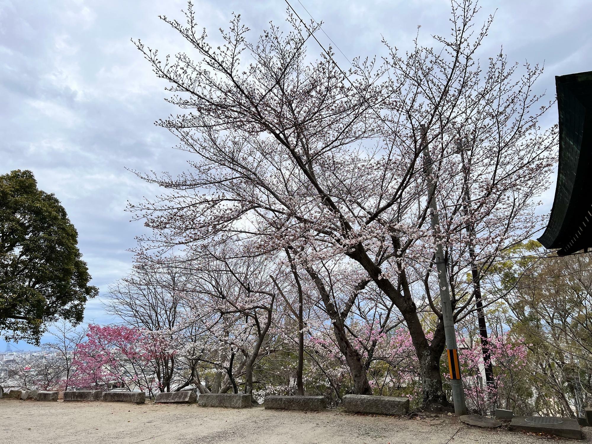 休憩所横にも桜の木
