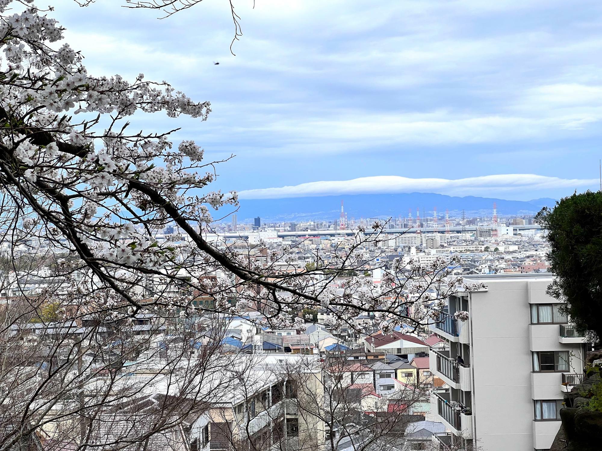 手前の枝の彼方に広がる大阪平野の遠景