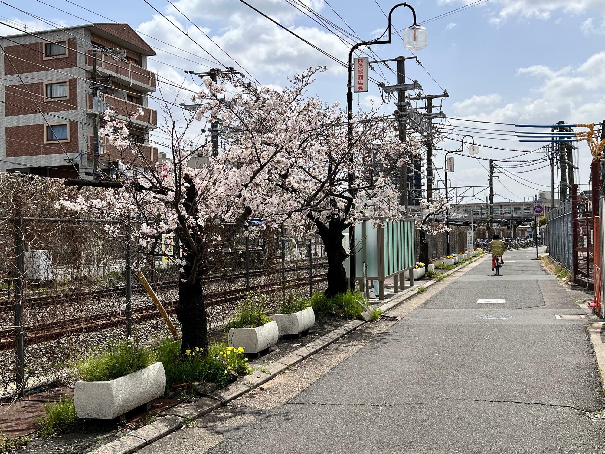 JR四条畷駅近くの線路沿い。喫煙所の手前に2本、奥に1本