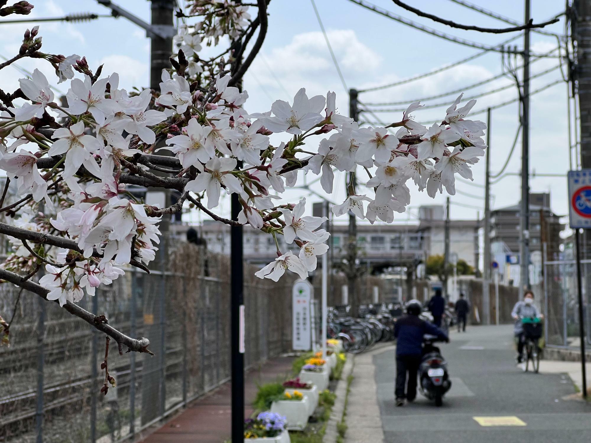 花びらの向こう側にJR四条畷駅の駅舎