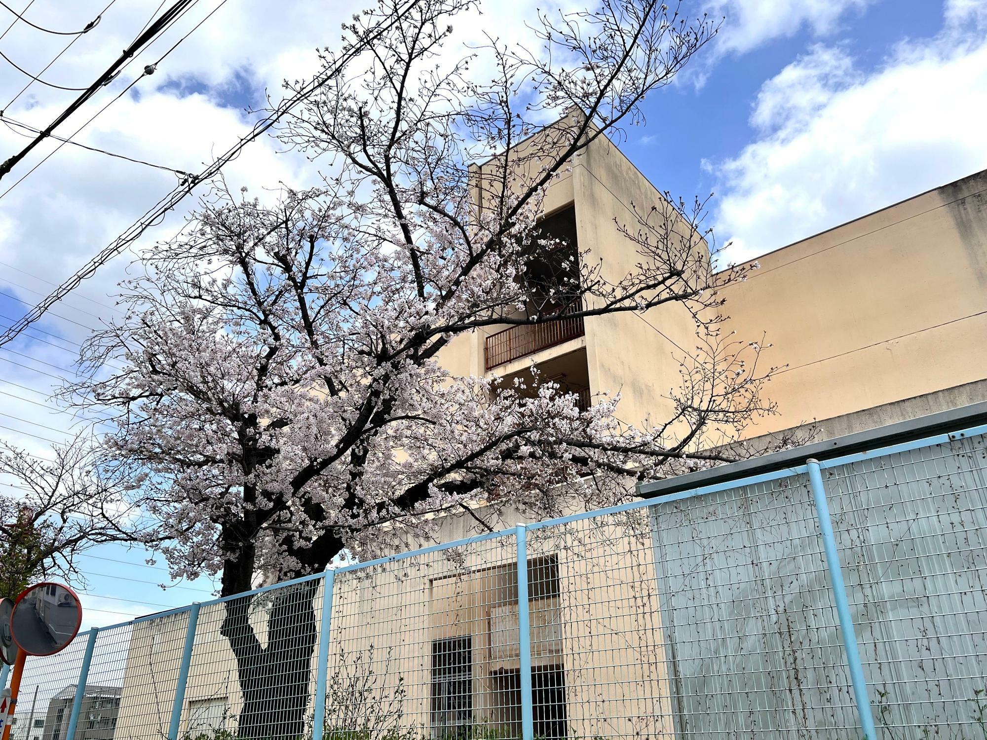 旧市立四條畷南中学校校舎の手前に桜の木