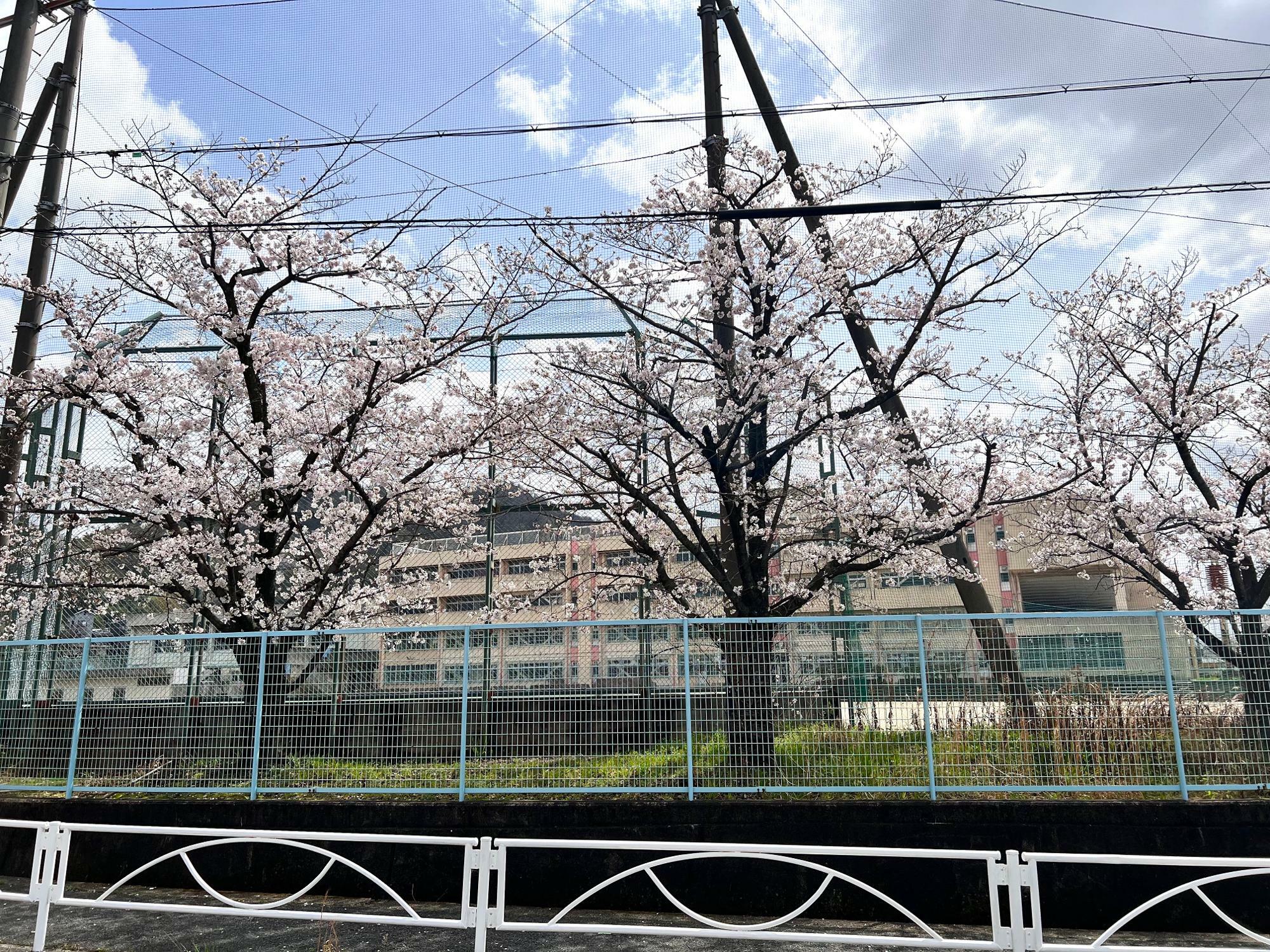 敷地の北西、野球のバックネット裏にも桜の木