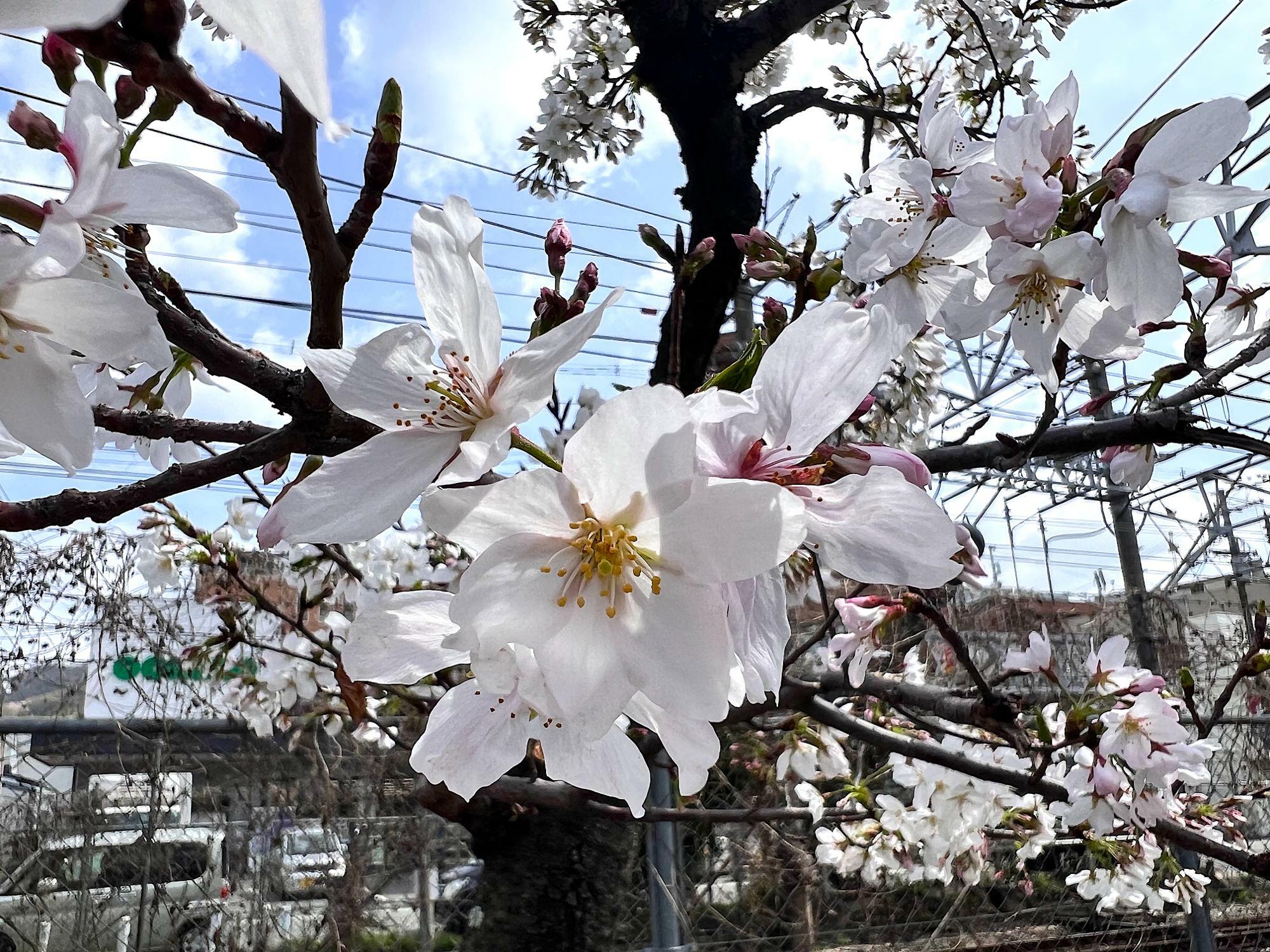 踏切近くなので、時々警報音も聞こえてきます